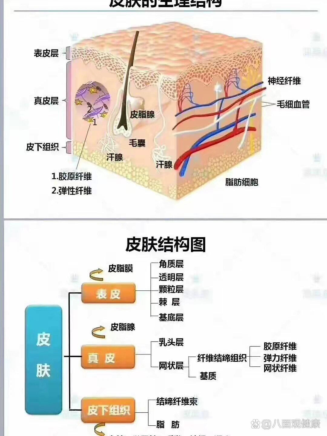 皮肤结缔组织结构图图片