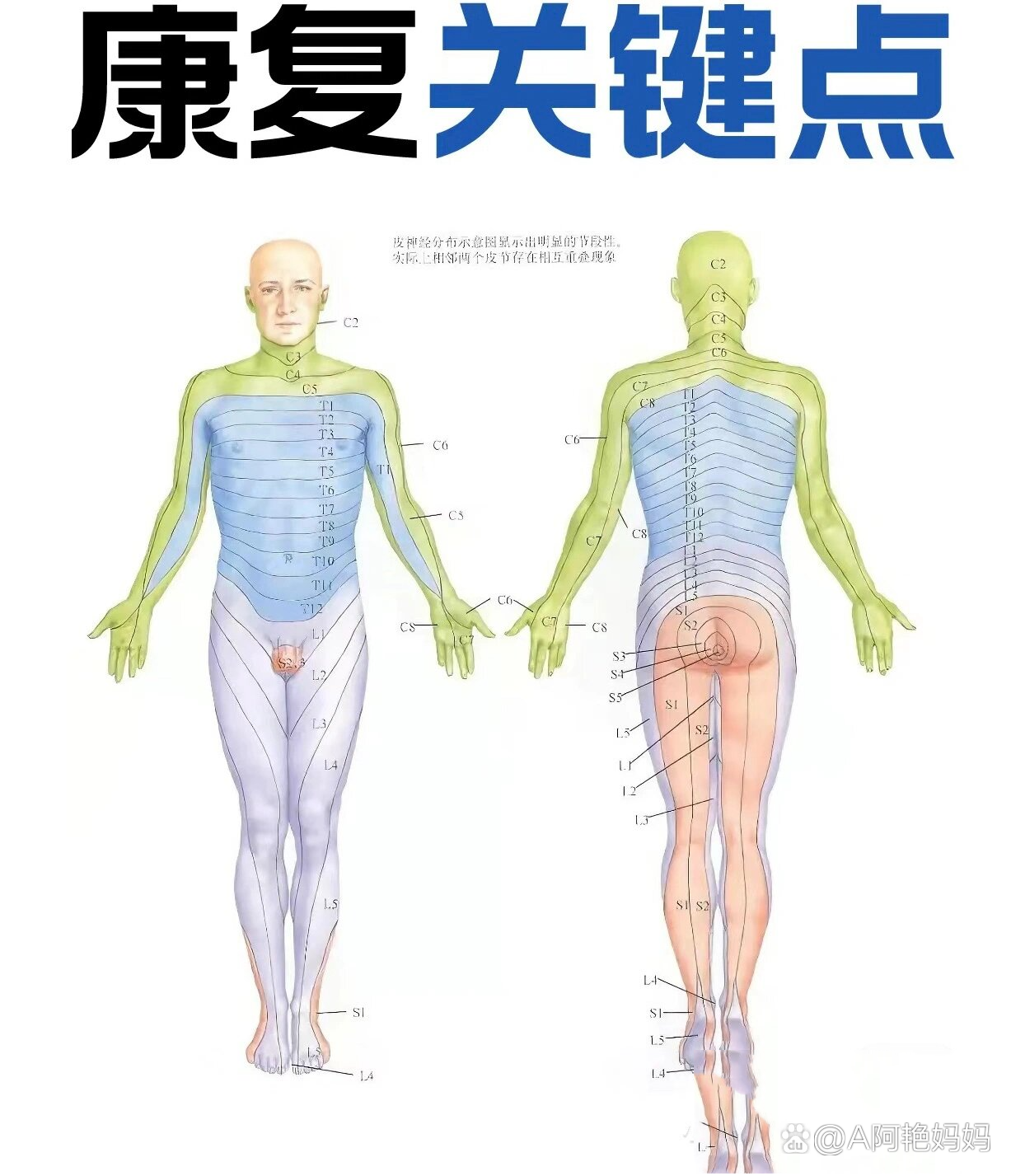 脊髓平面体表定位图片