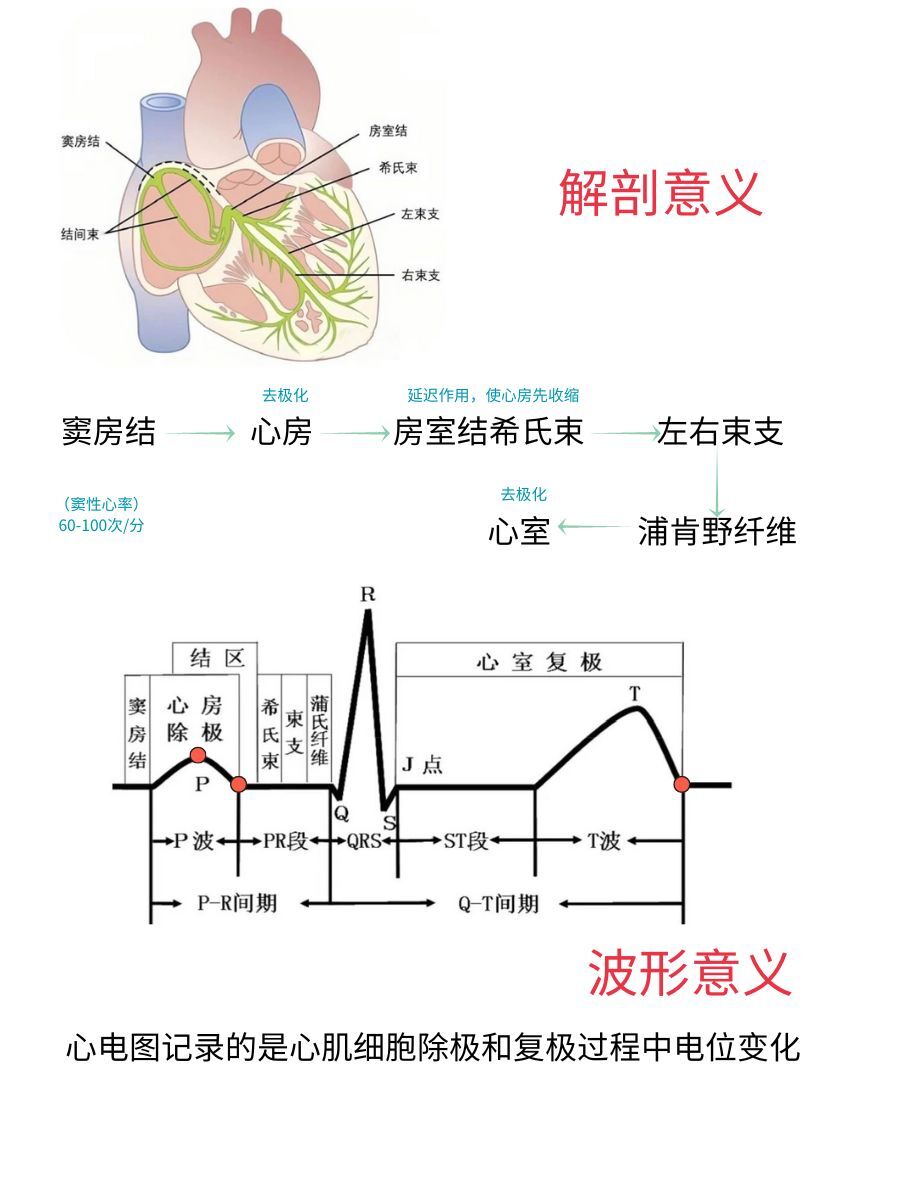 心电图各波怎么看,护理人必考知识点