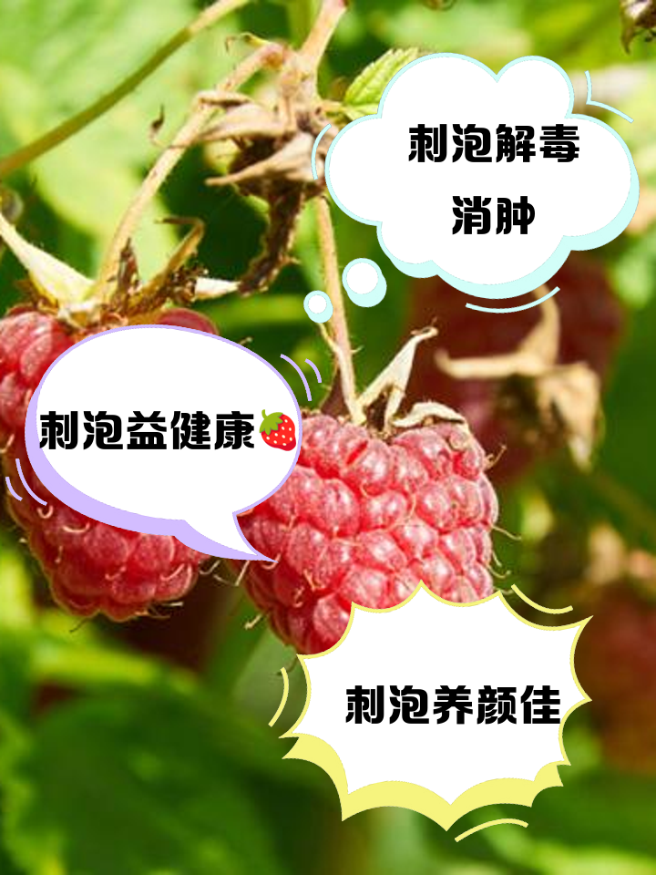 刺泡的功效与作用