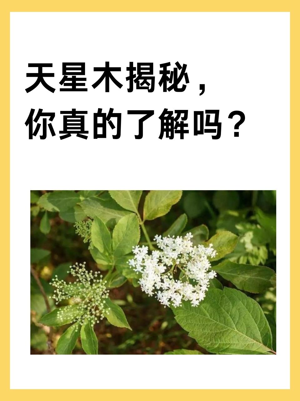 今天,我们就来科普一下天星木的功效作用与主治.