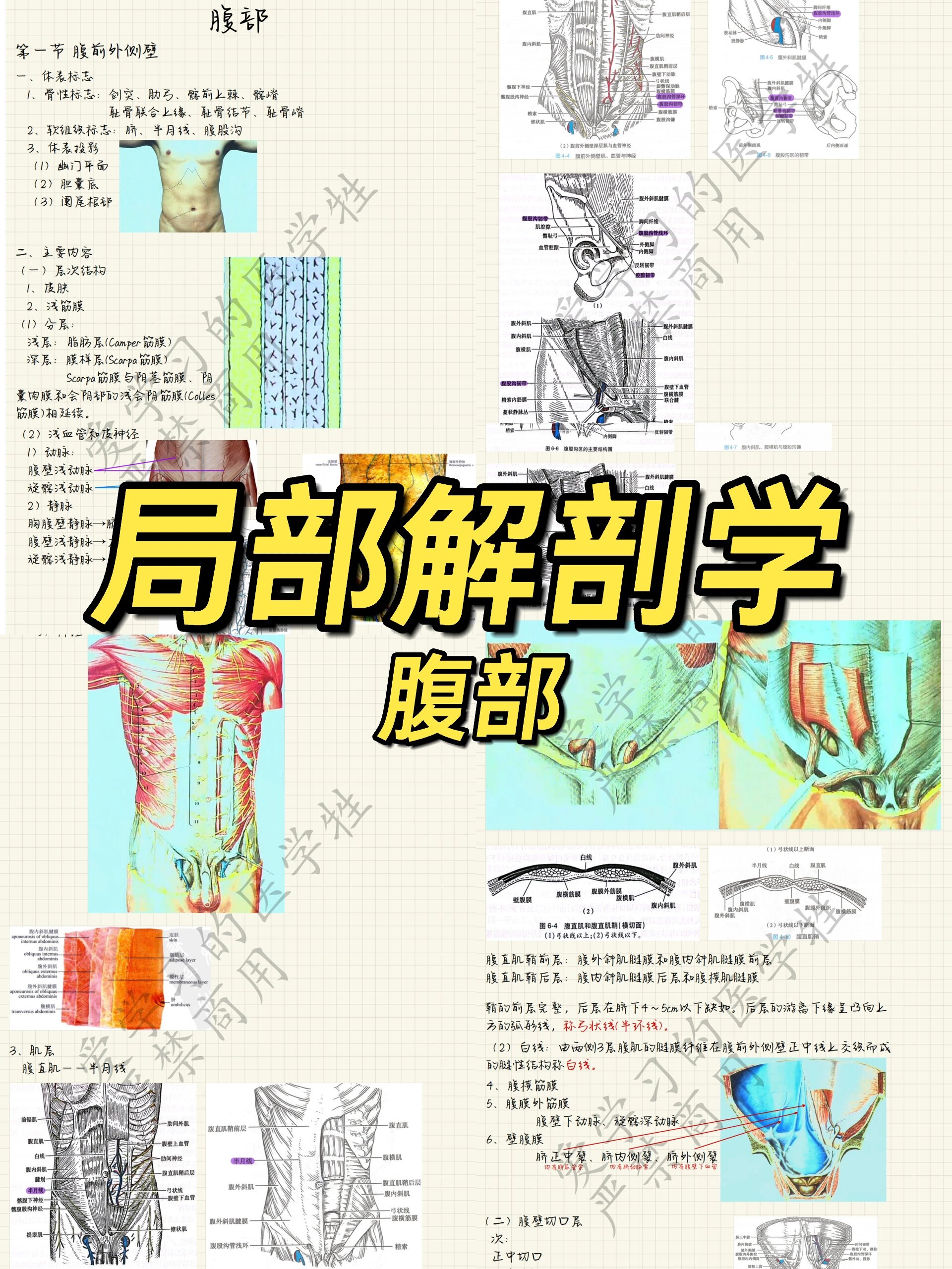 小孩被解剖肚子图片