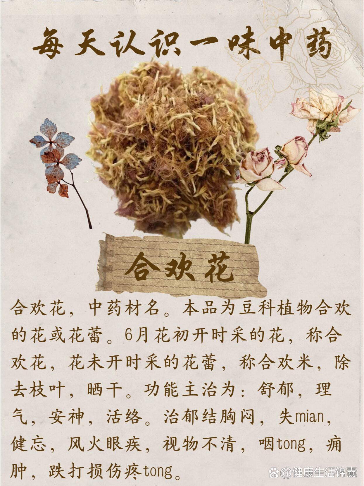 酒药花的功效与作用图片