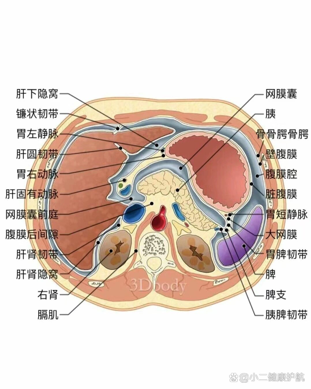 三种腹部解剖图来啦96