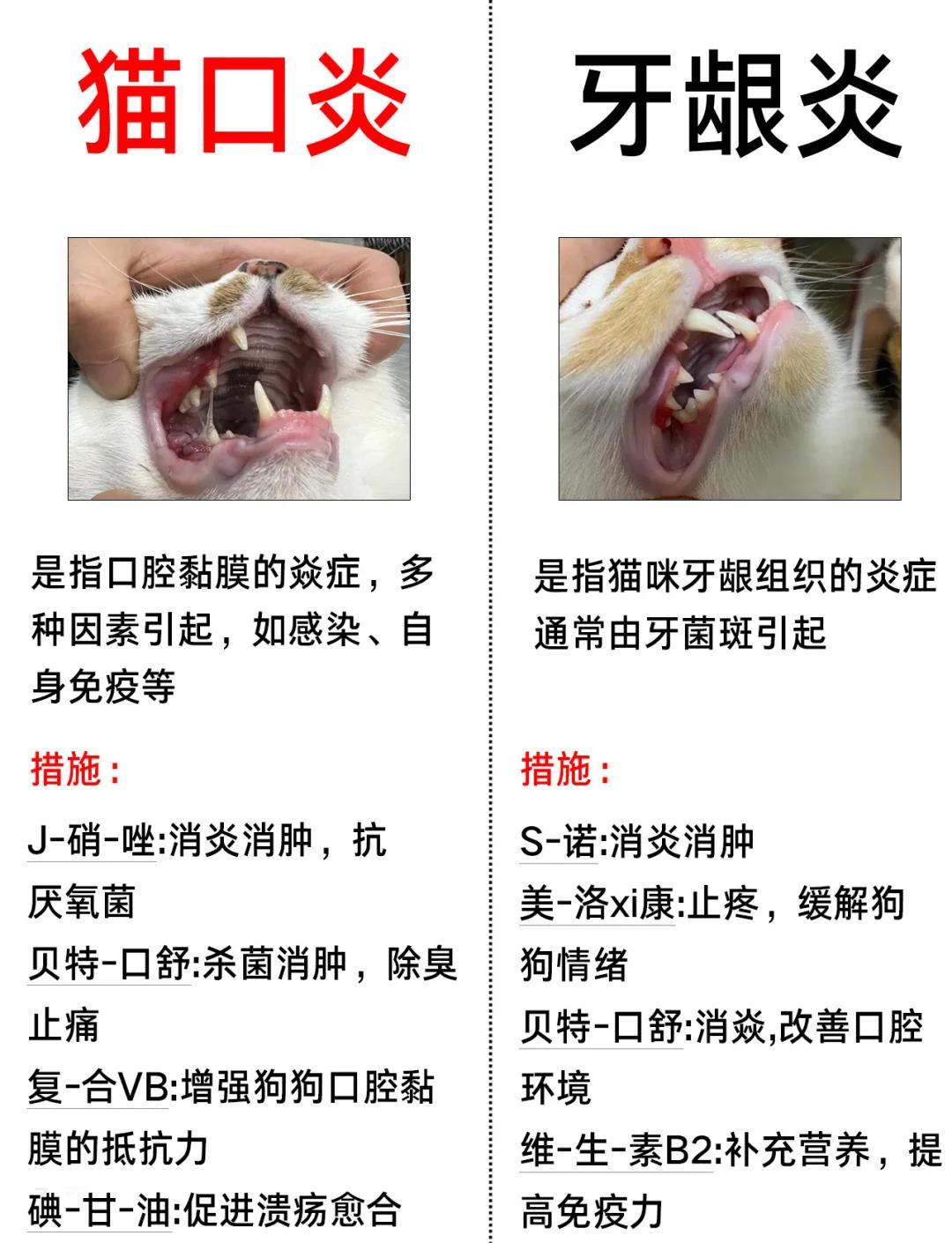 猫咪口炎和牙龈炎的区别，你知道吗？
