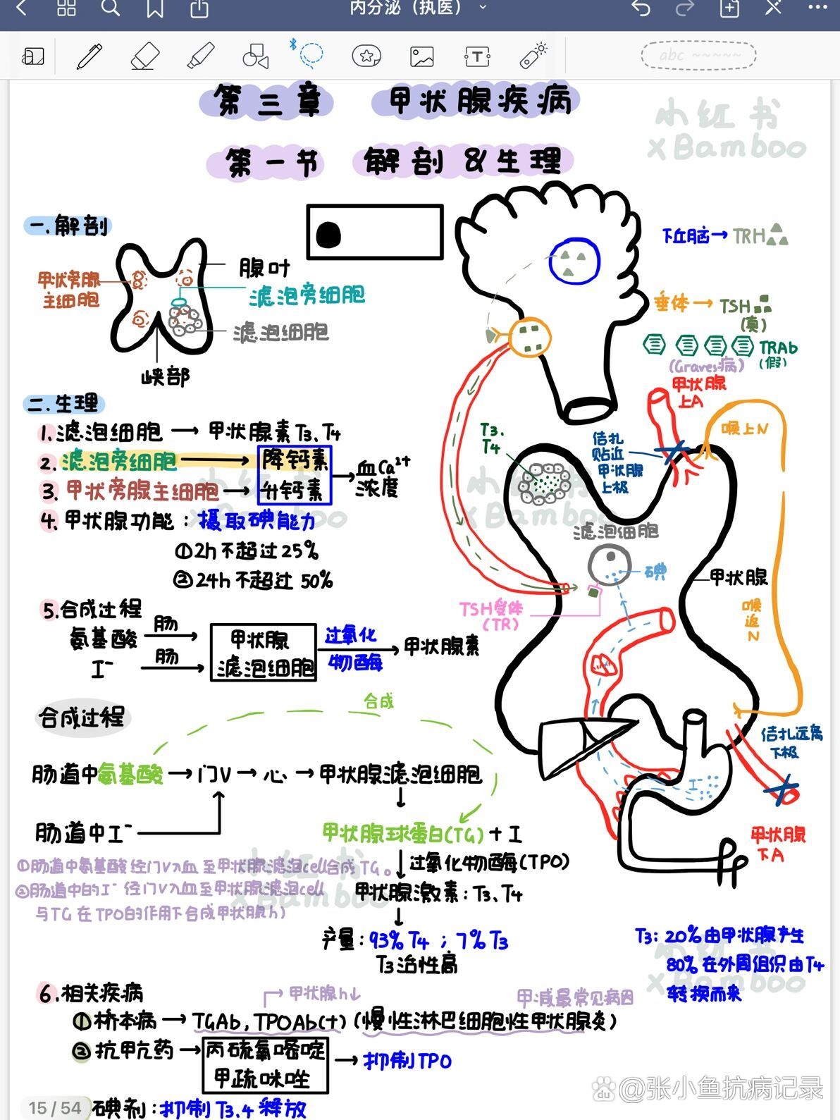 甲状腺分区图图片