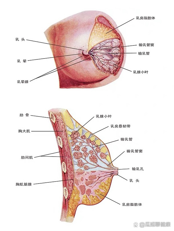 乳房正常结构图片