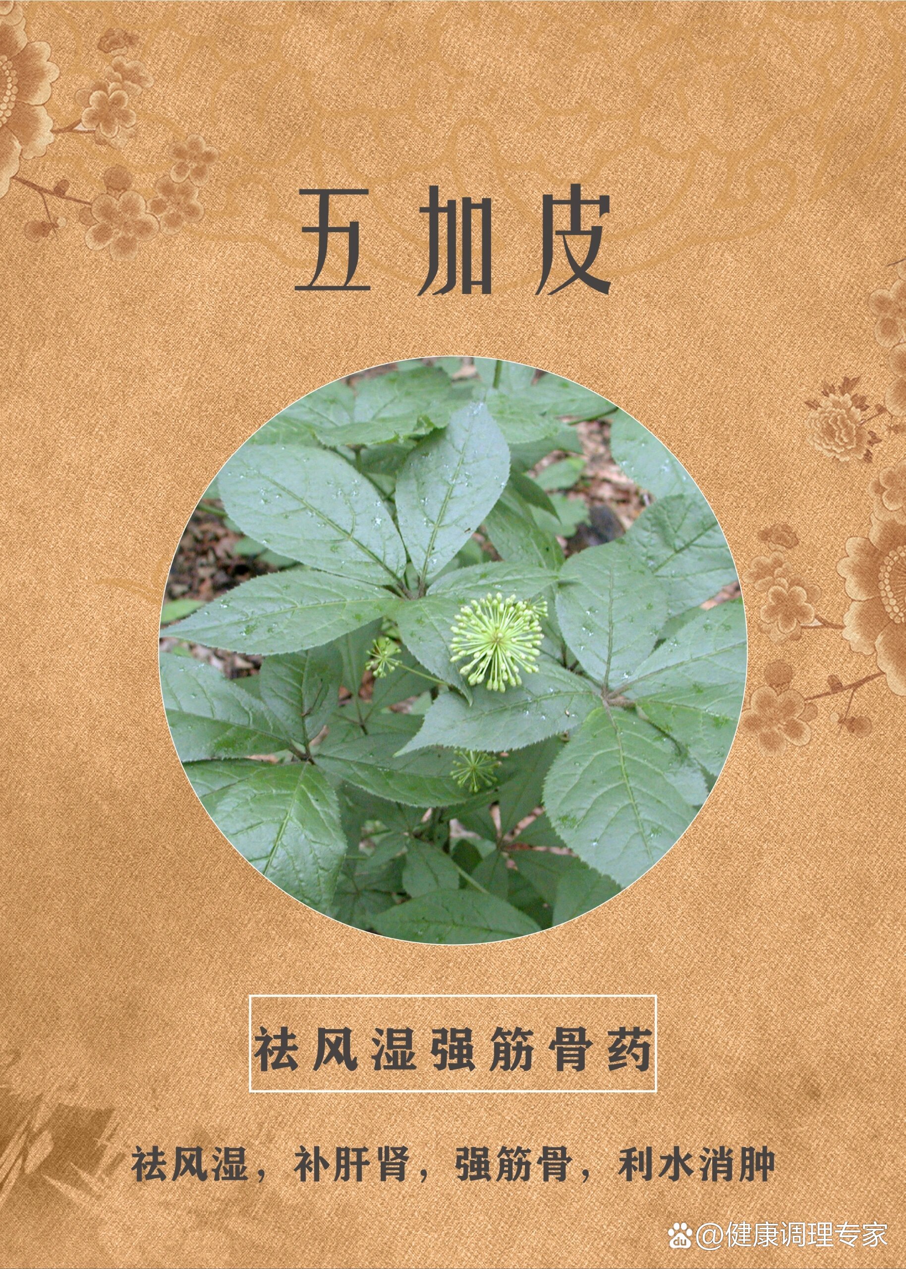 五加皮泡酒,祛风强筋骨