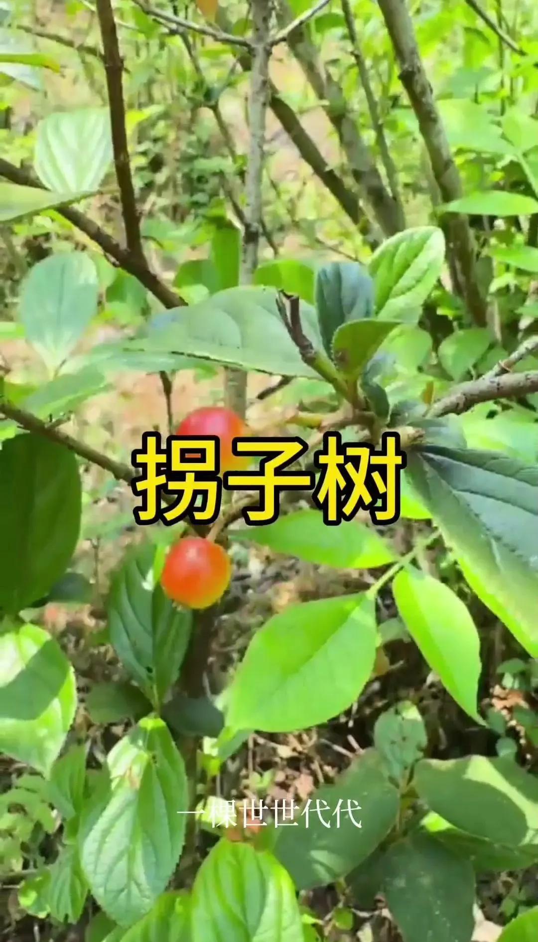 跌打损伤克星！