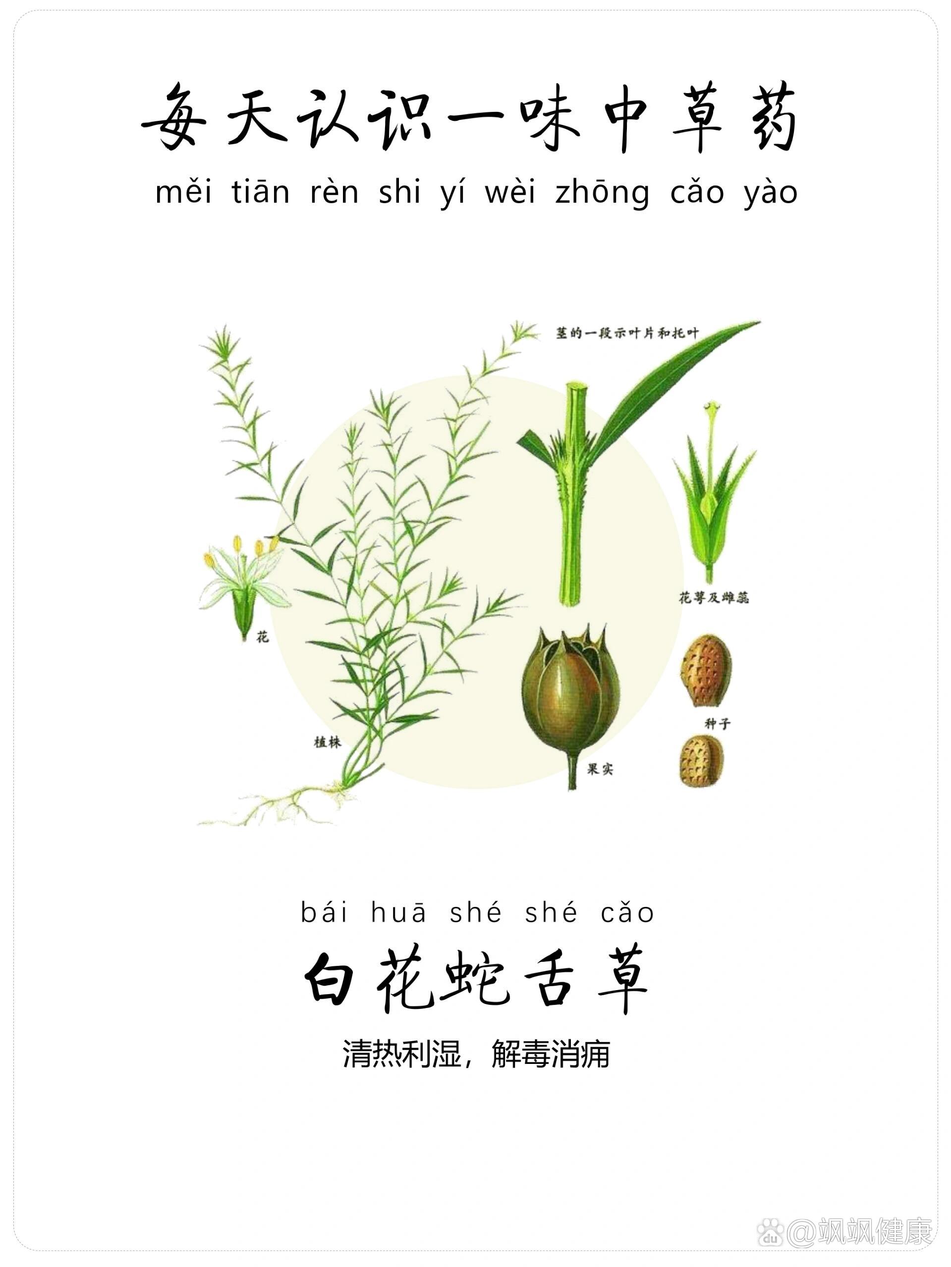 白花蛇舌草图片 真假图片