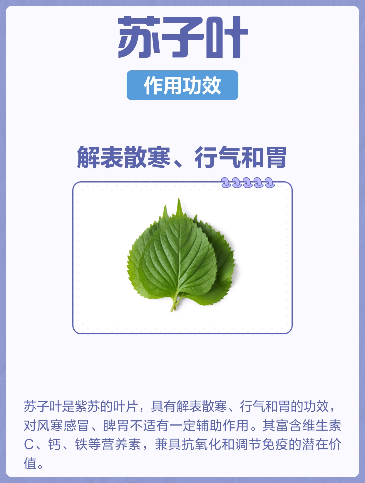 苏子叶的作用与功效 | 百度健康·医学科普