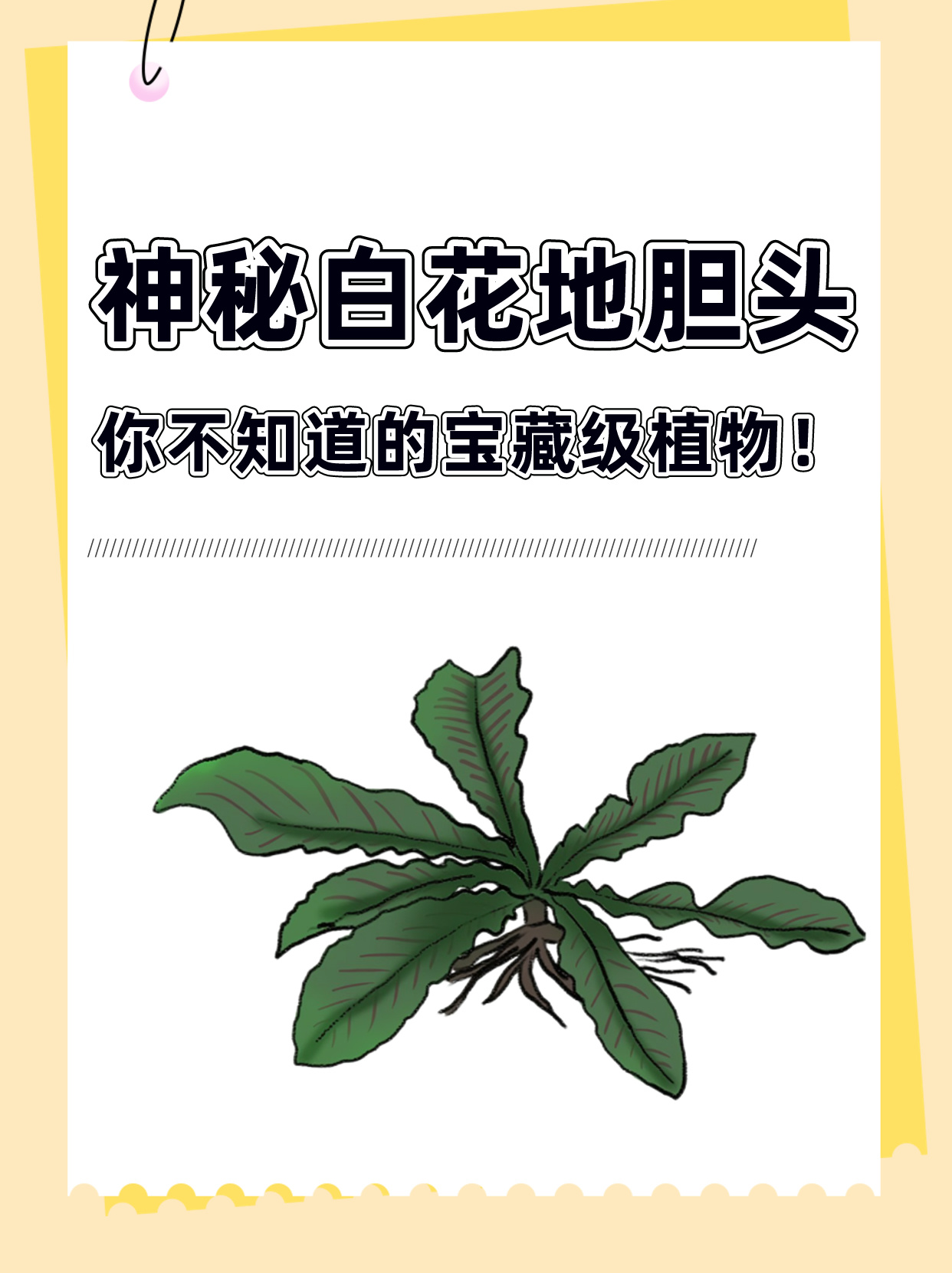 白花磨奇草的功效图片