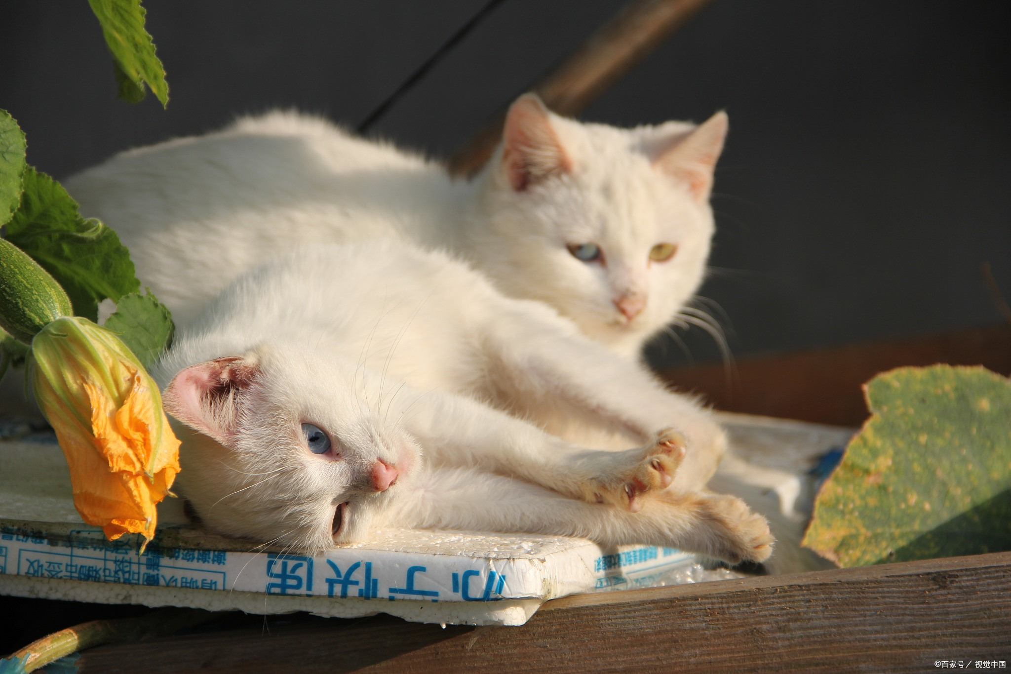 猫难产会死吗？这些征兆千万别忽视
