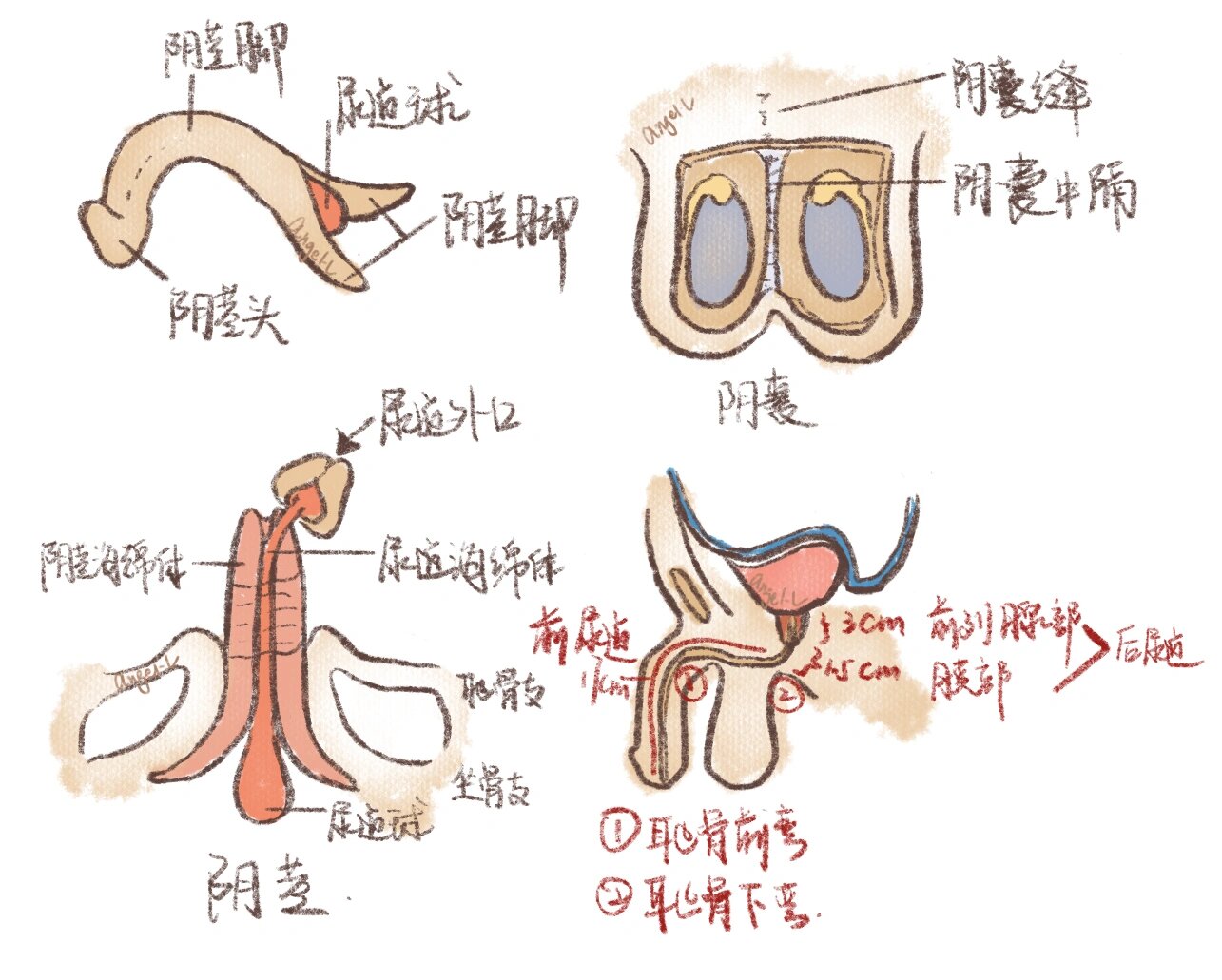 解剖 睾丸 近距离图片