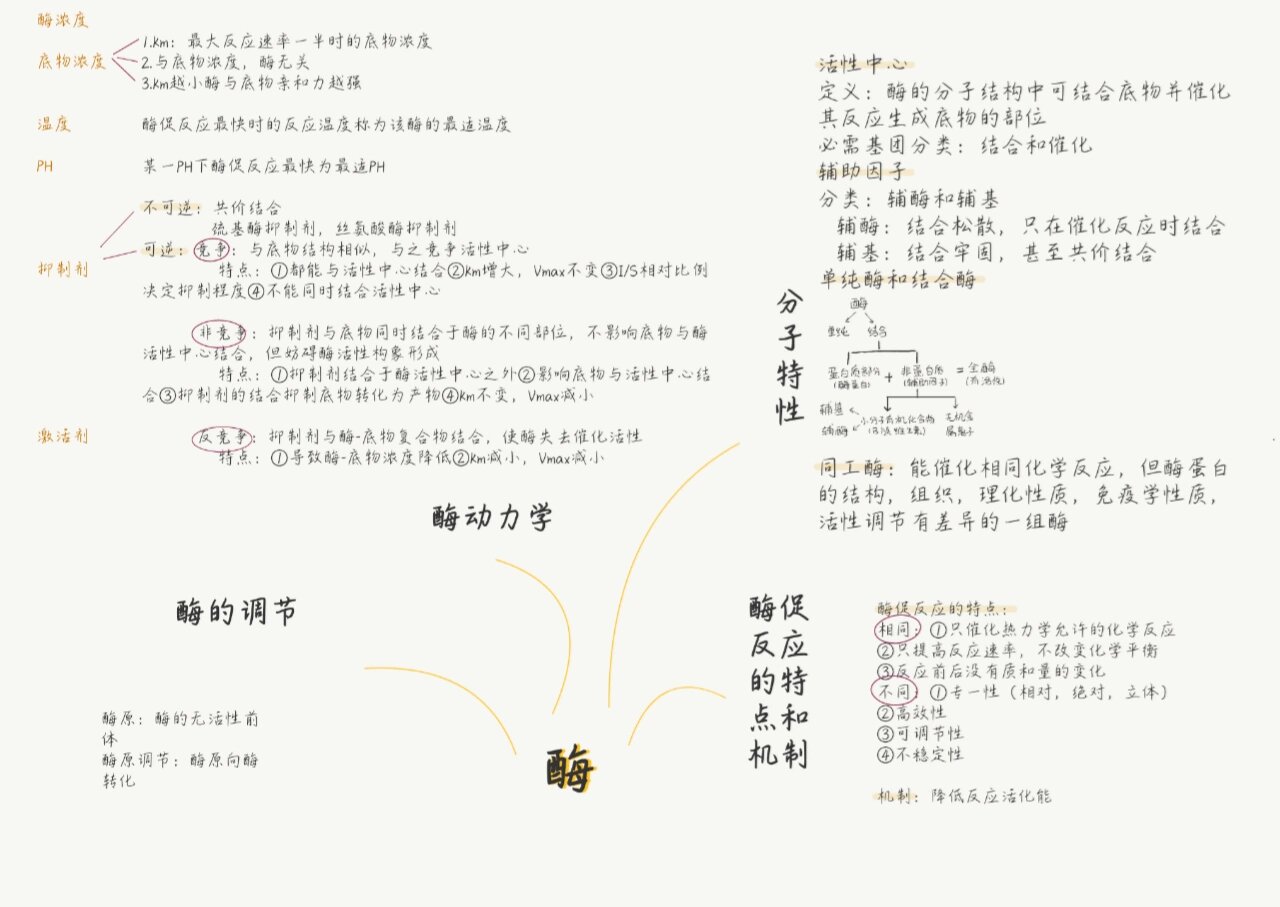 生化|思维导图|酶