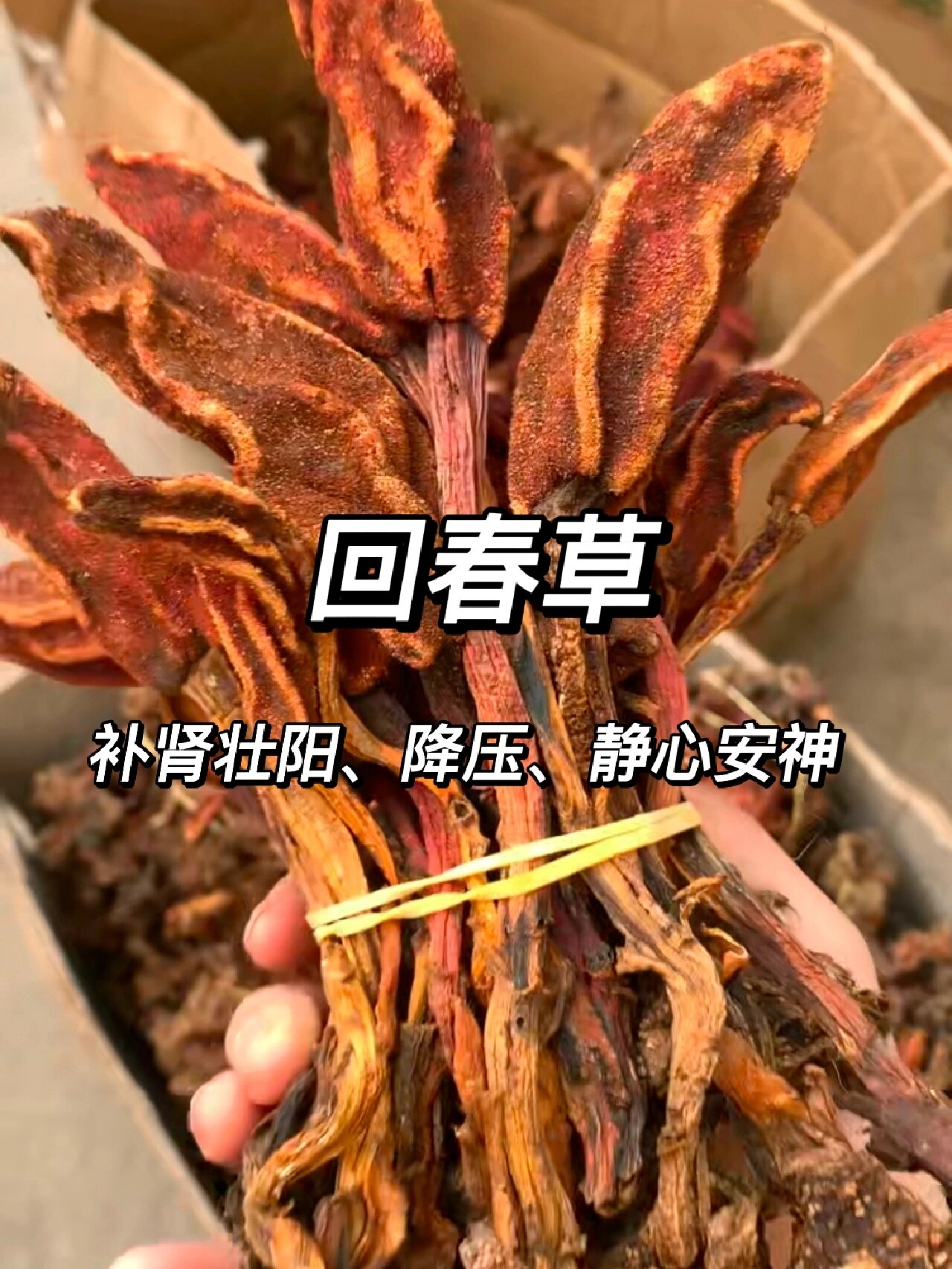 补肾壮阳,降压,静心安神