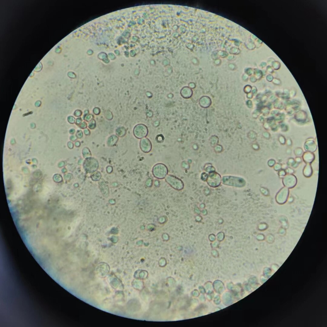 生物实验素材9