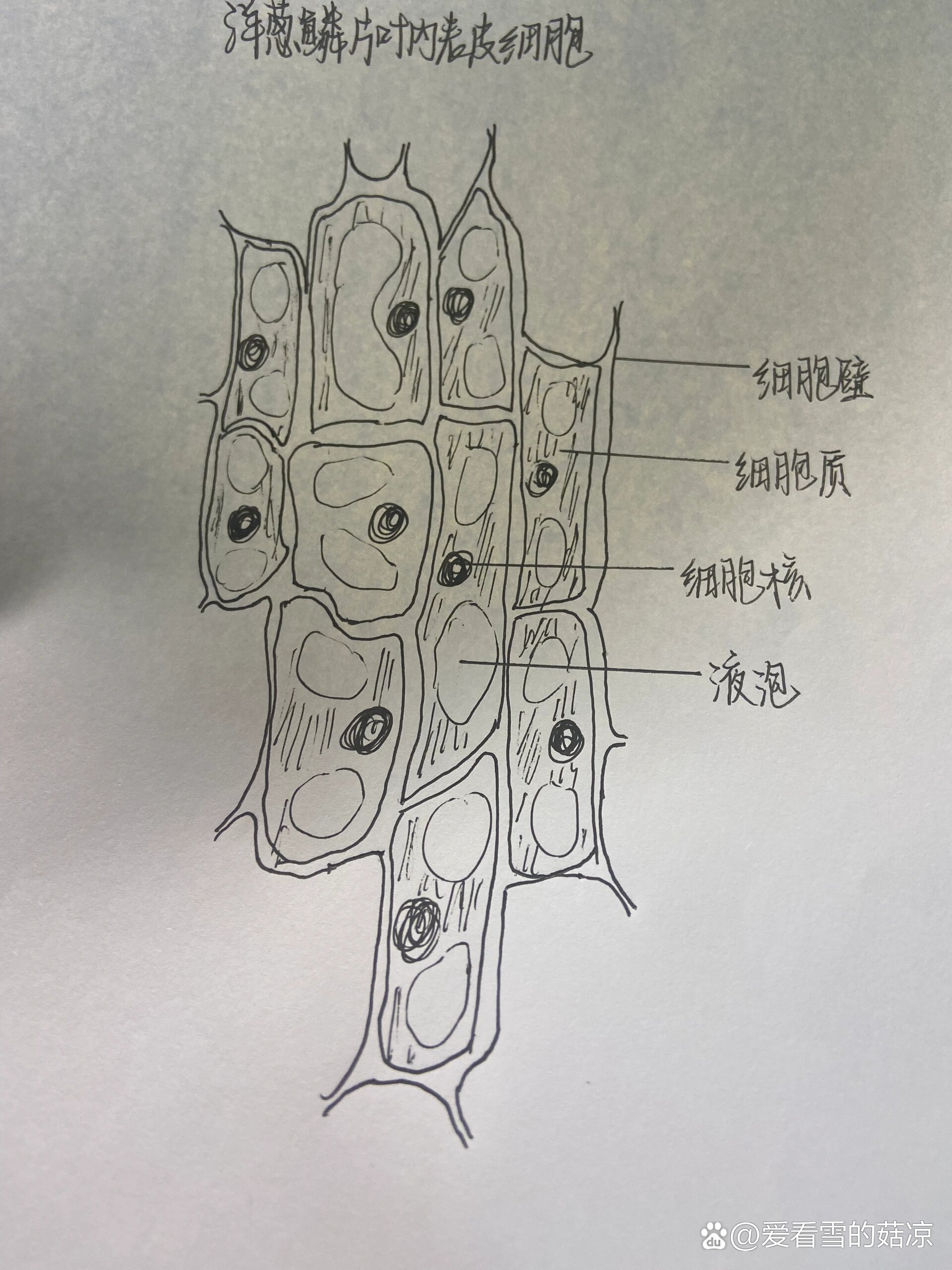 人体表皮细胞结构图图片