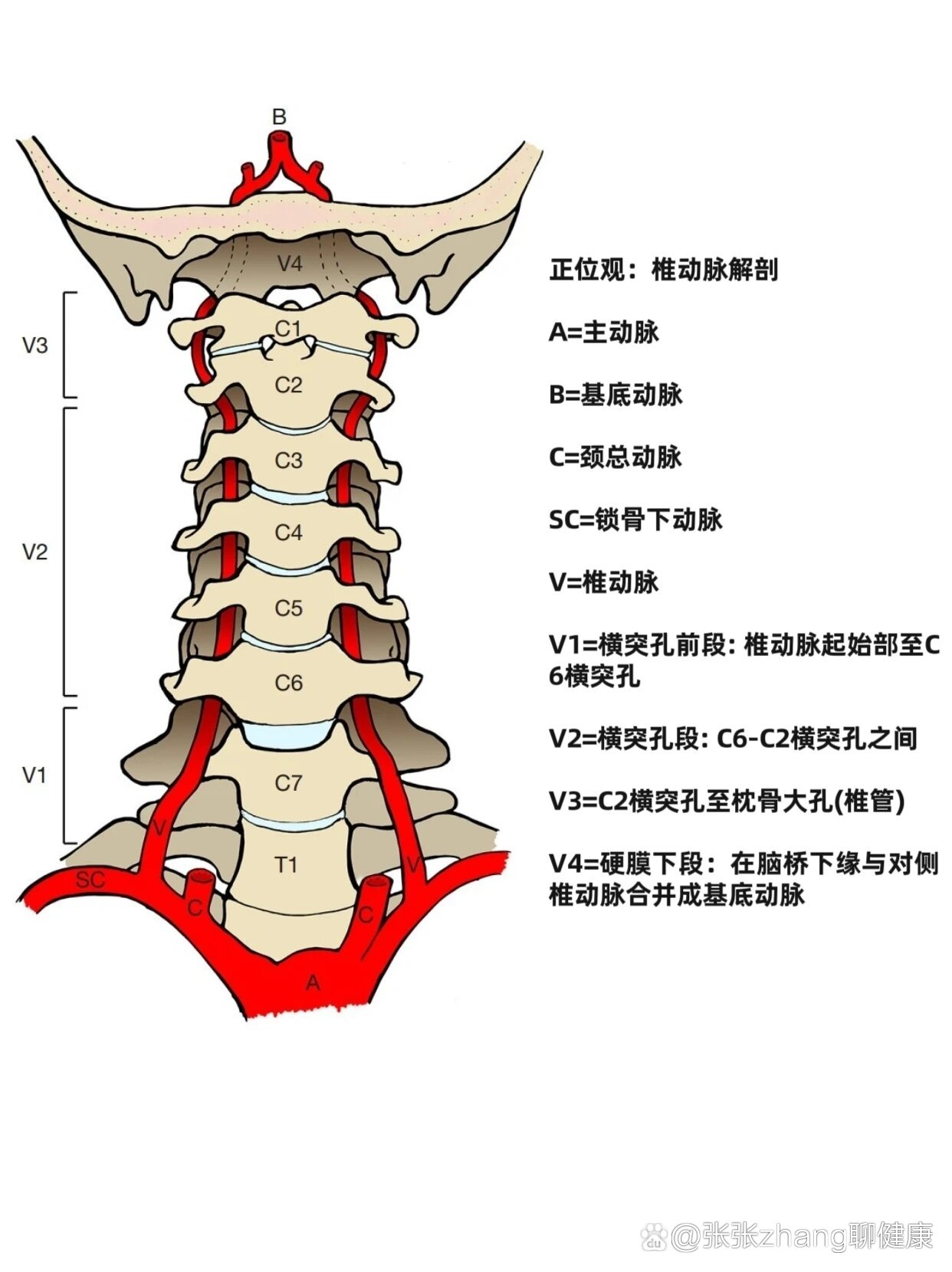 椎动脉在哪个位置图片图片