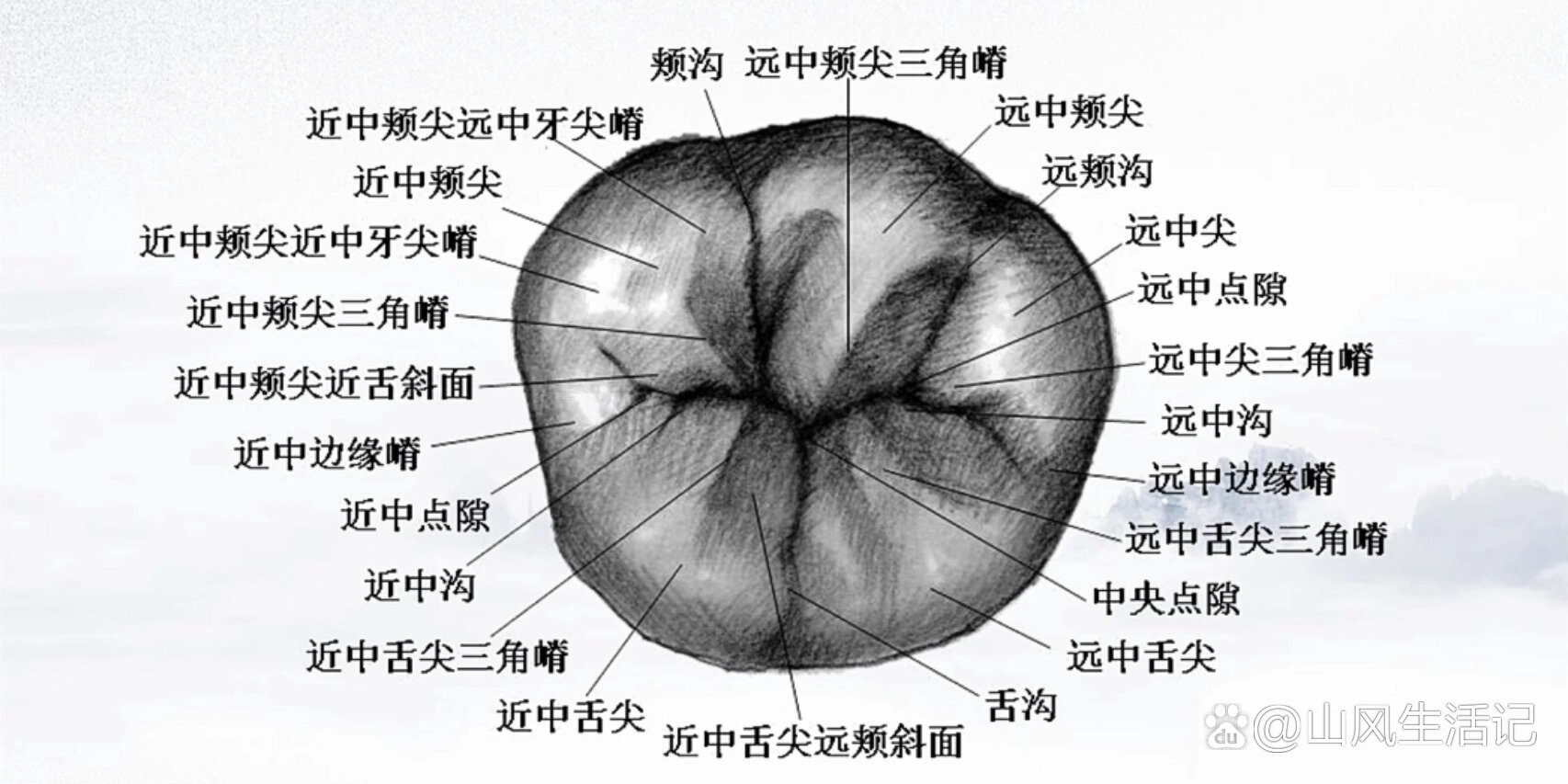 各个牙齿的牙体形态图图片