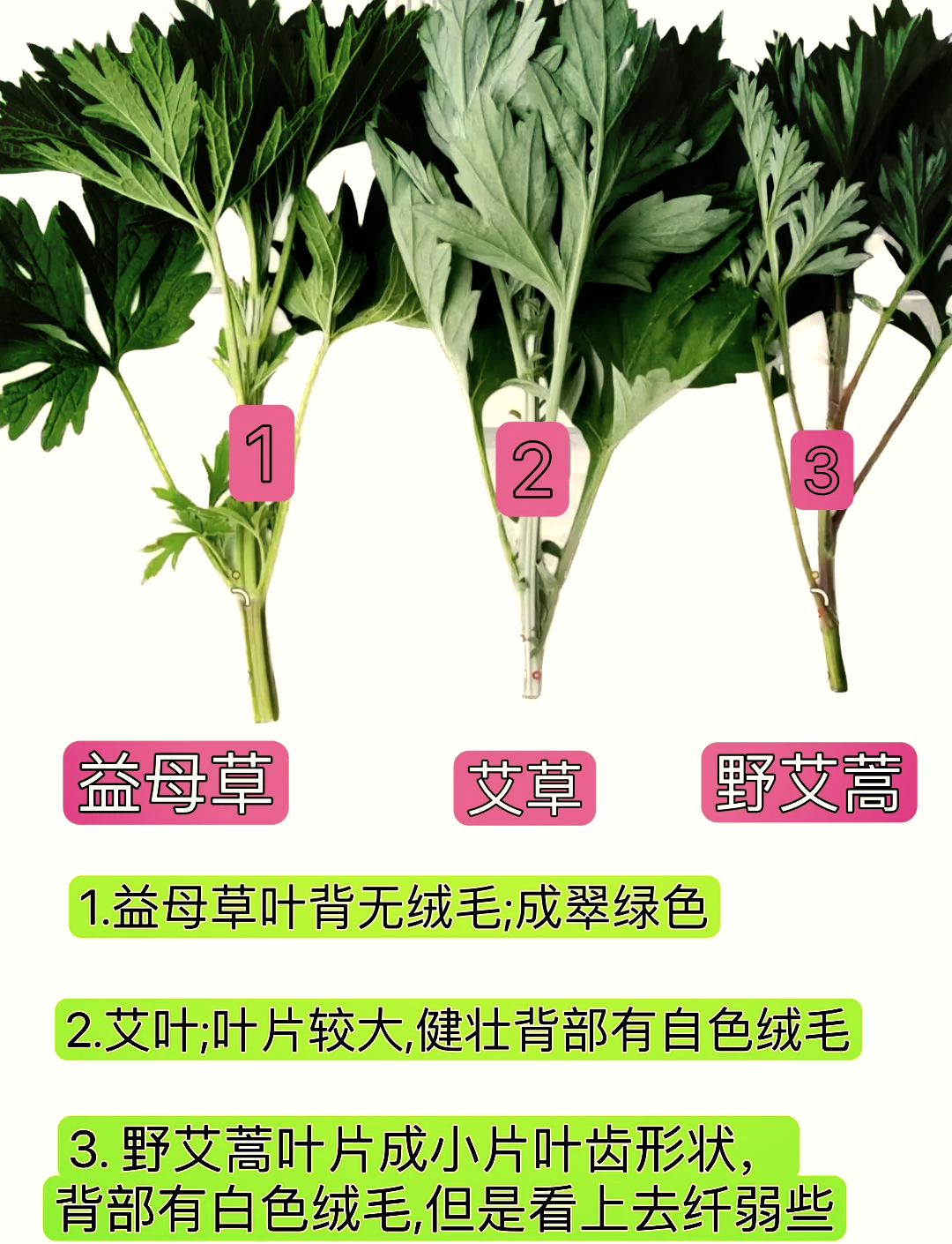 🌿艾草与艾蒿，一图区分！