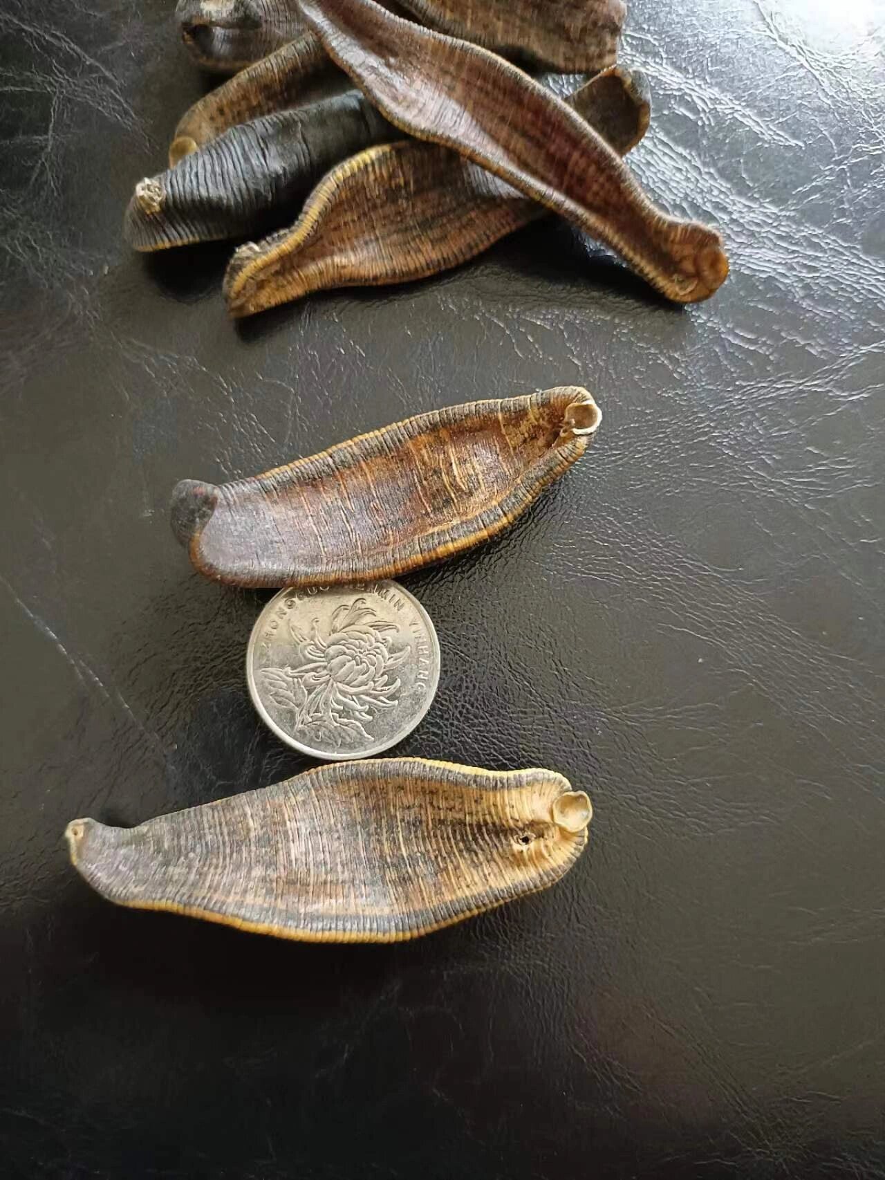 优质中药材——水蛭(金边水蛭,清水吊干)