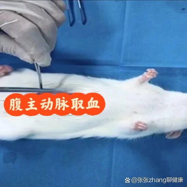 4  br>腹主动脉取血  br>大鼠一般采用腹主动脉采血法,腹主动脉采血法