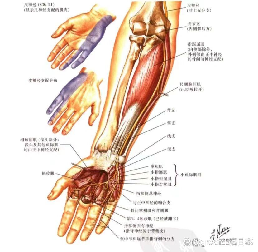  br>正中神经 (c6～t1):起自内,外侧束,沿肱二头肌内侧沟下行,穿旋前
