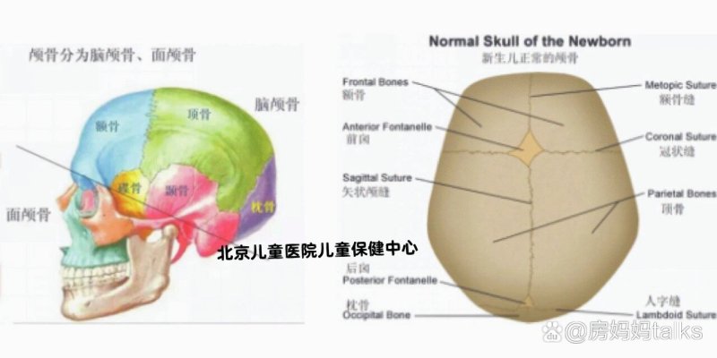 颅型科普小知识《颅骨的构成，什么是囟门？