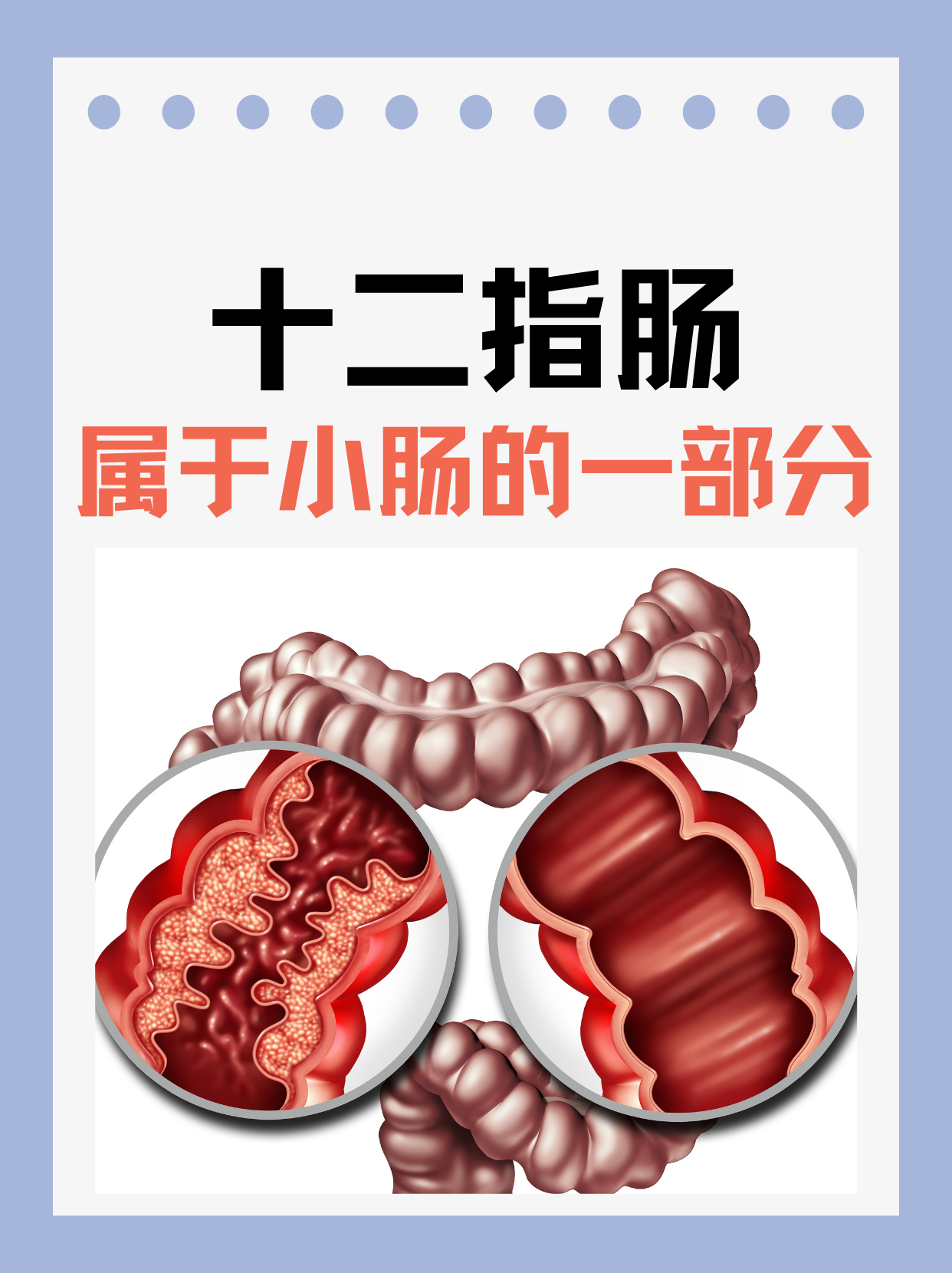 十二指肠属于小肠的一部分