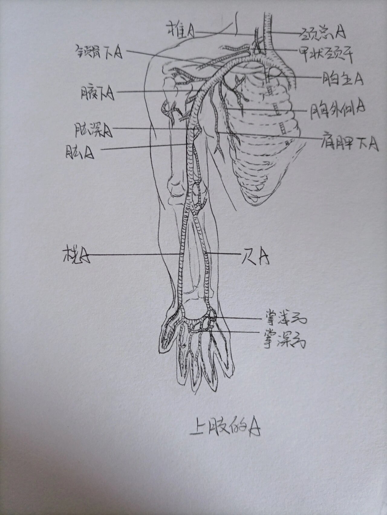 腋下动脉位置图片图片