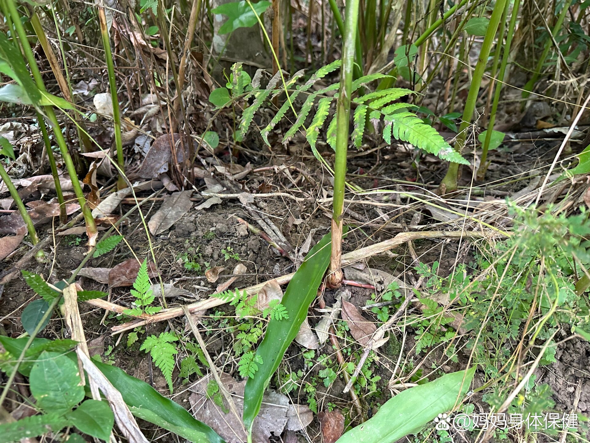 春砂仁根