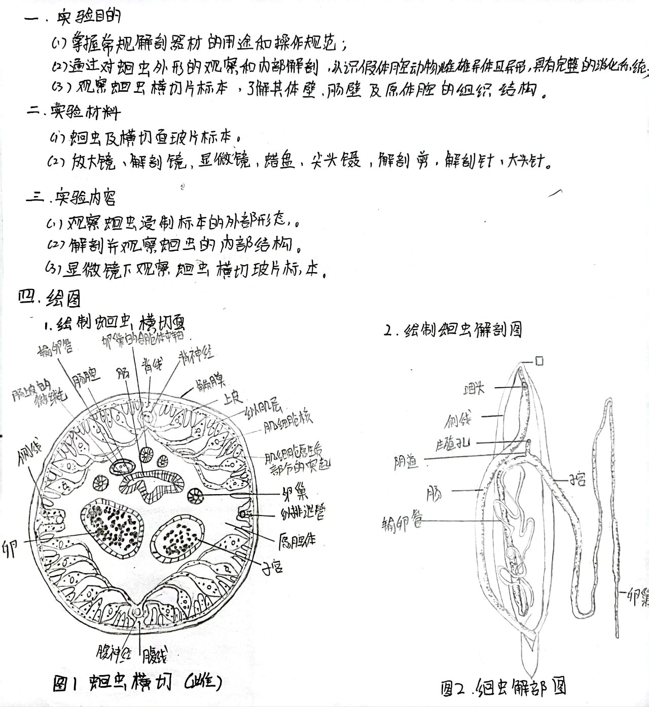 雄蕊结构图简笔画图片