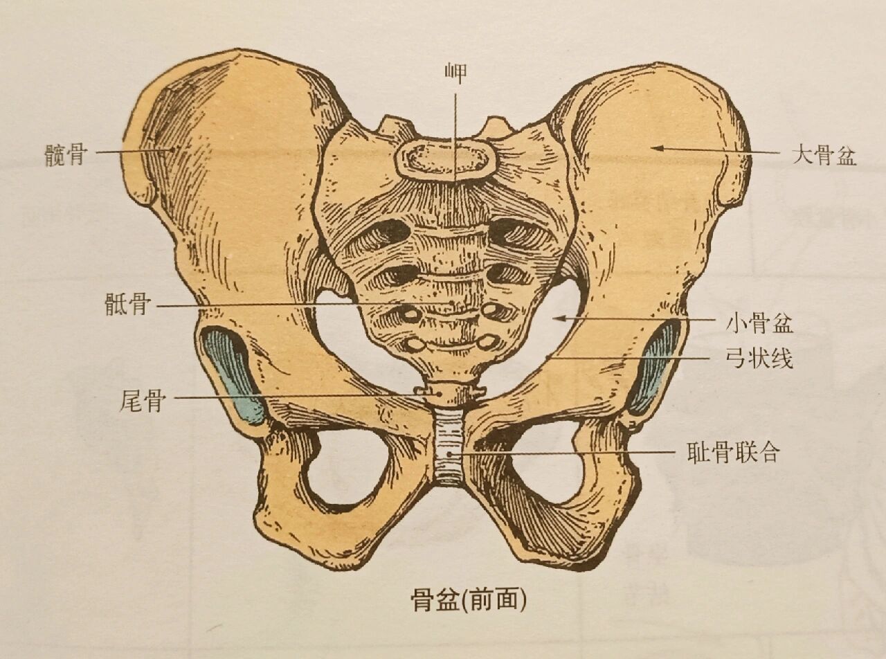 p 解剖