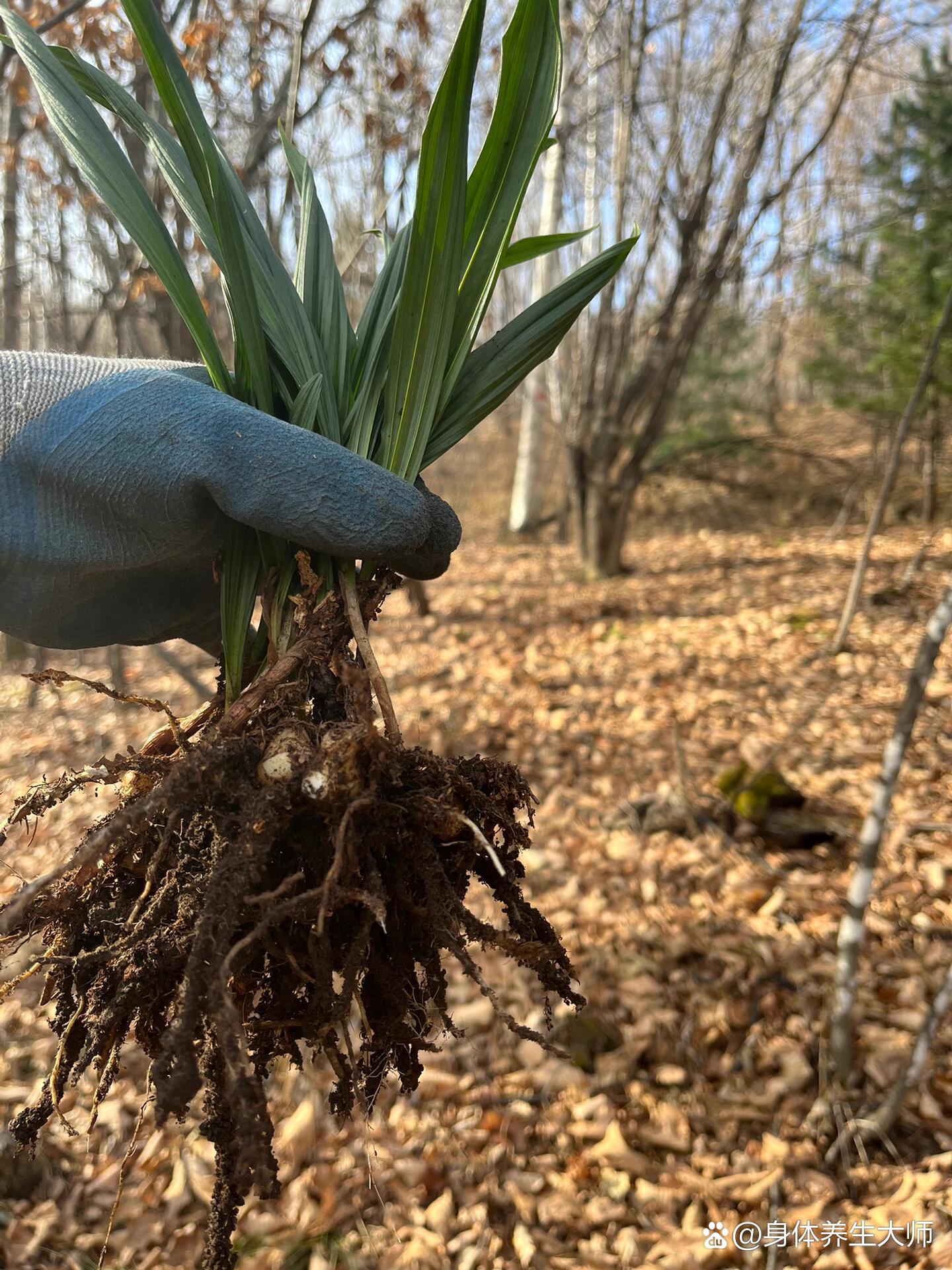 山芋头又叫毛慈菇,冰球子