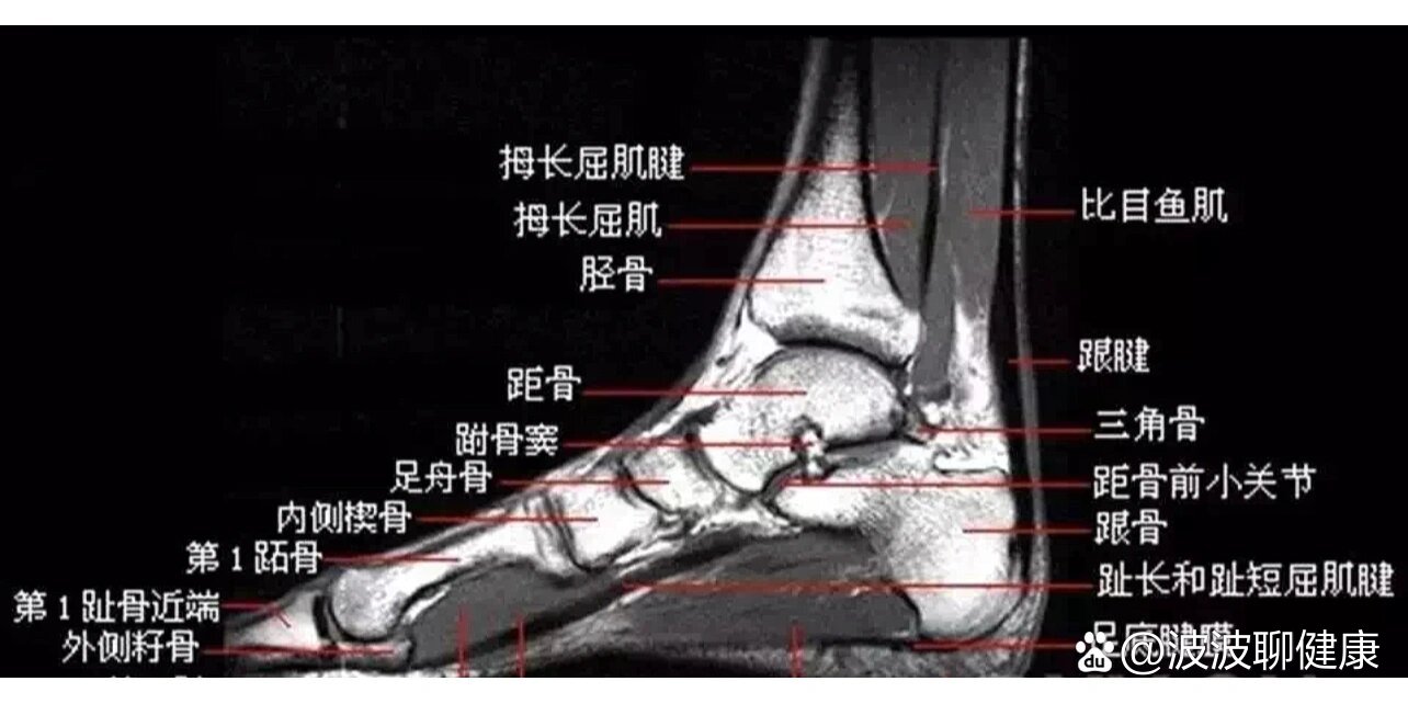 足,踝矢状位解剖