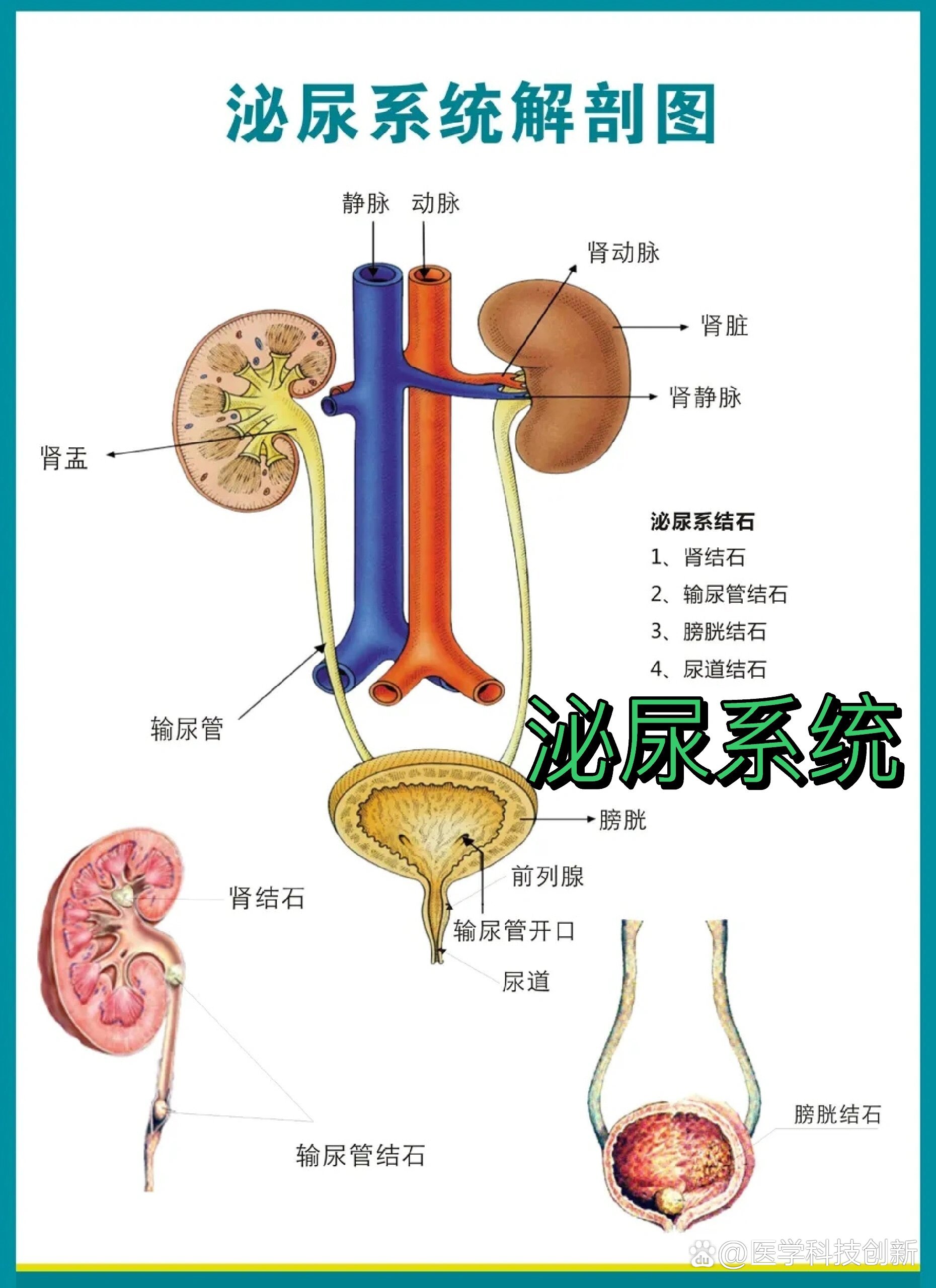 泌尿系统