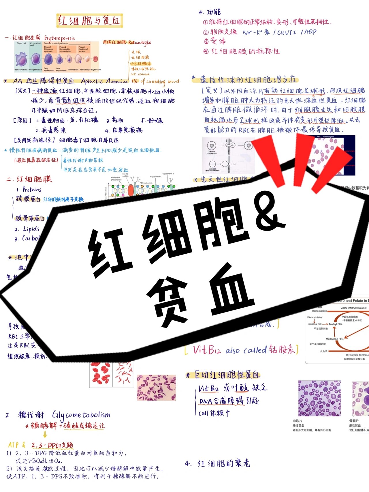 红细胞生理与贫血