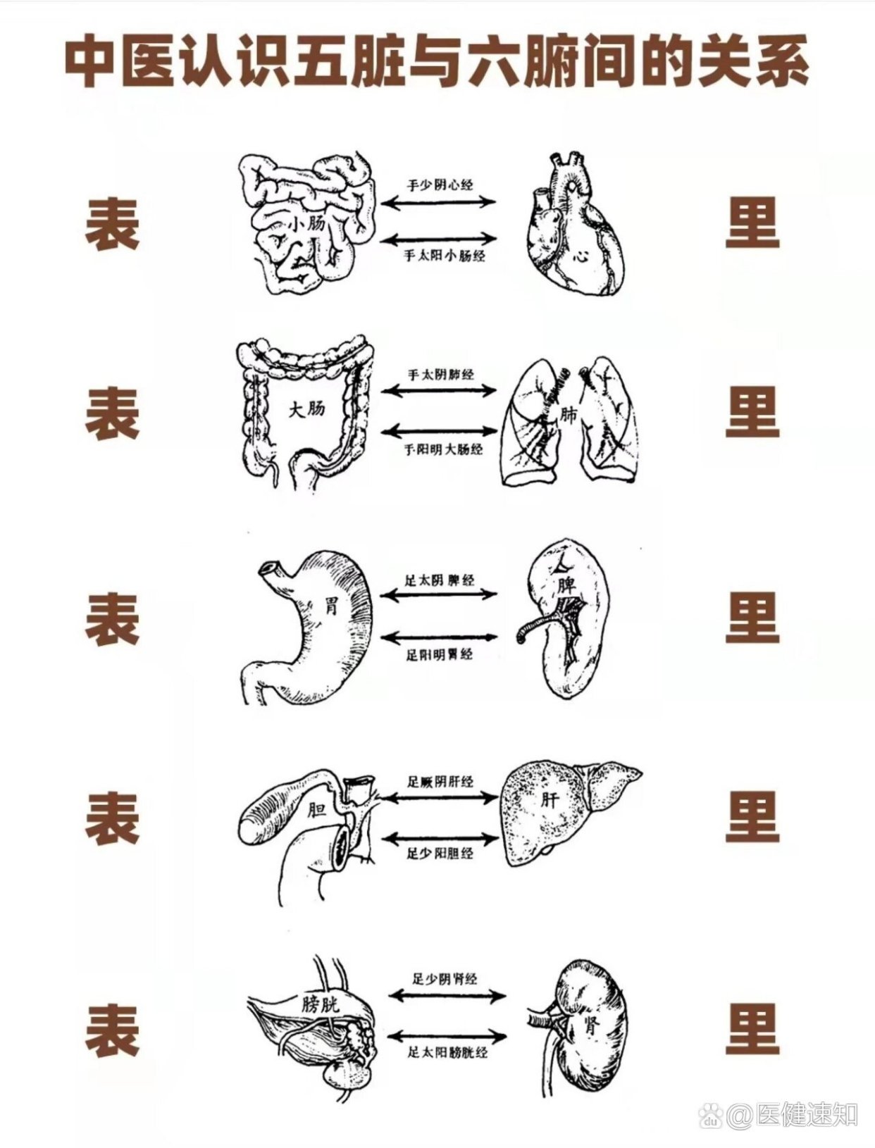 中医带你认识五脏与六腑之间的关系