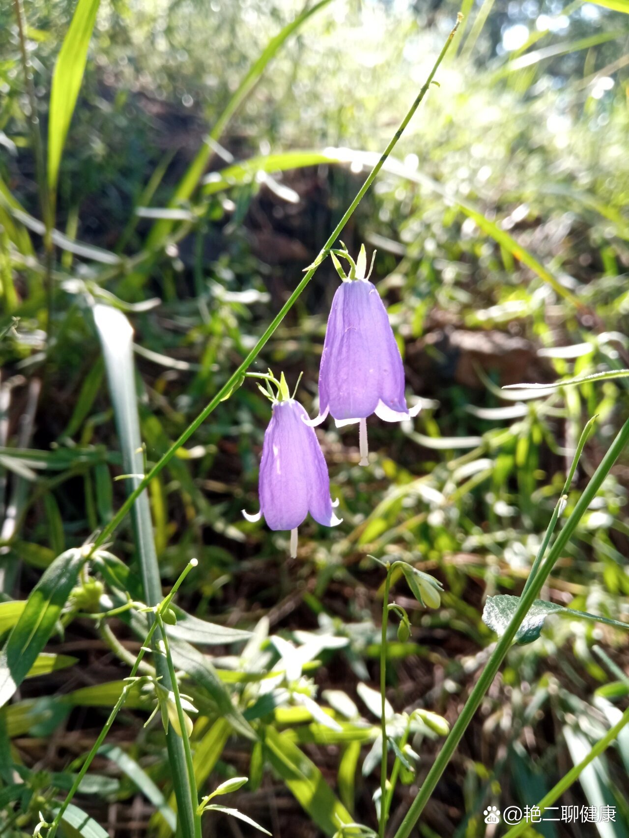 沙参不仅功效显著,花儿也很漂亮?