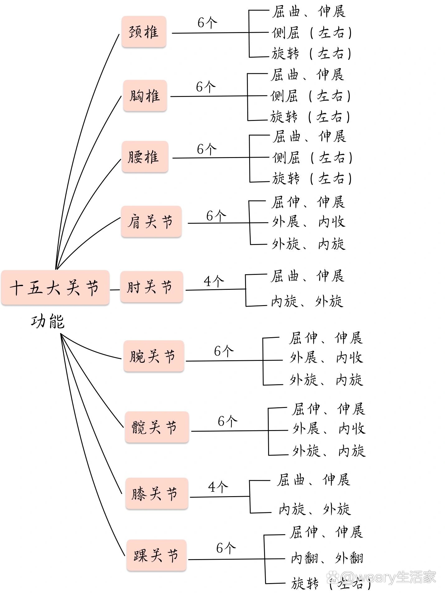 关节结构模式图及作用图片