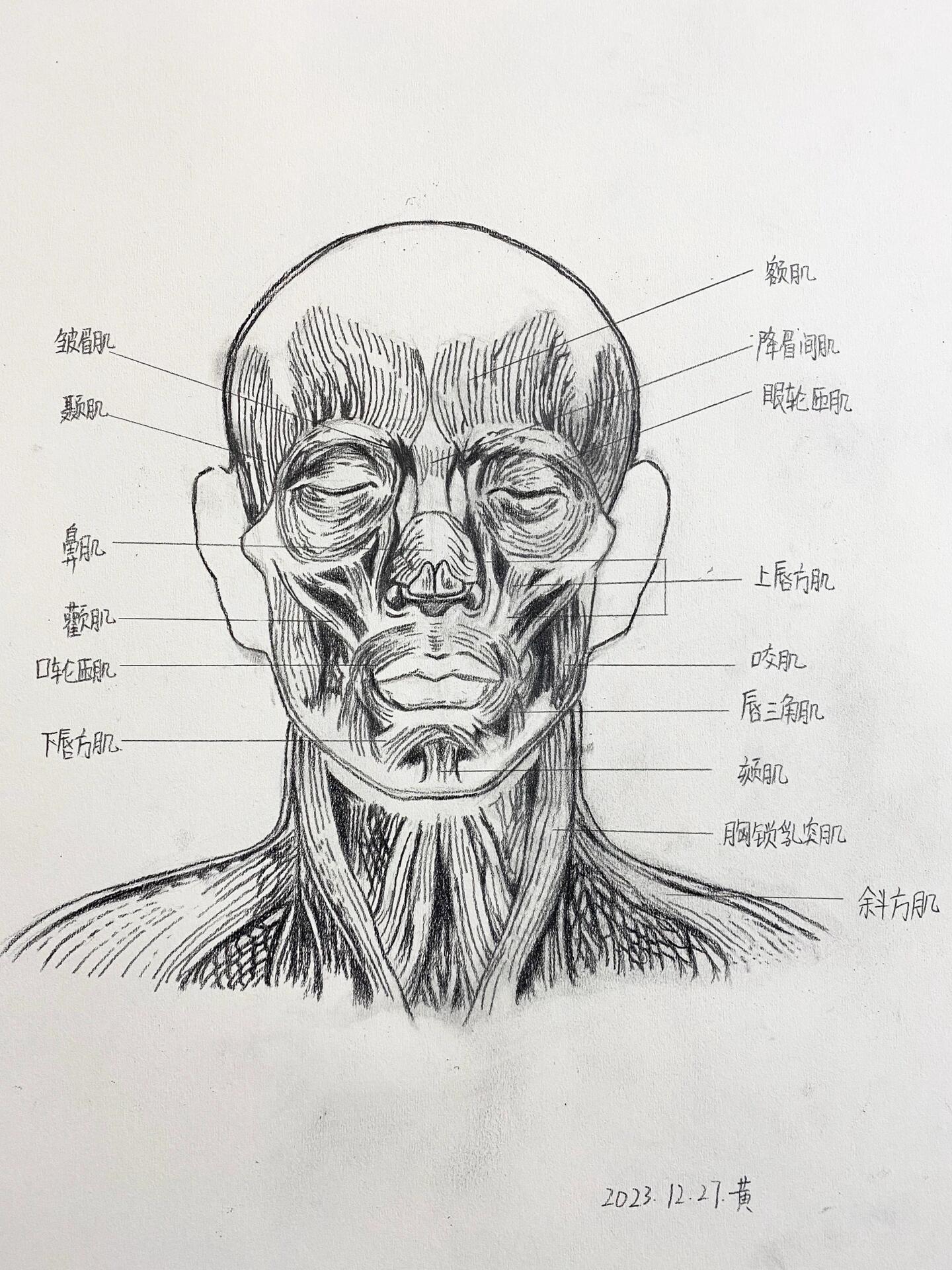 素描脸部肌肉详细图片