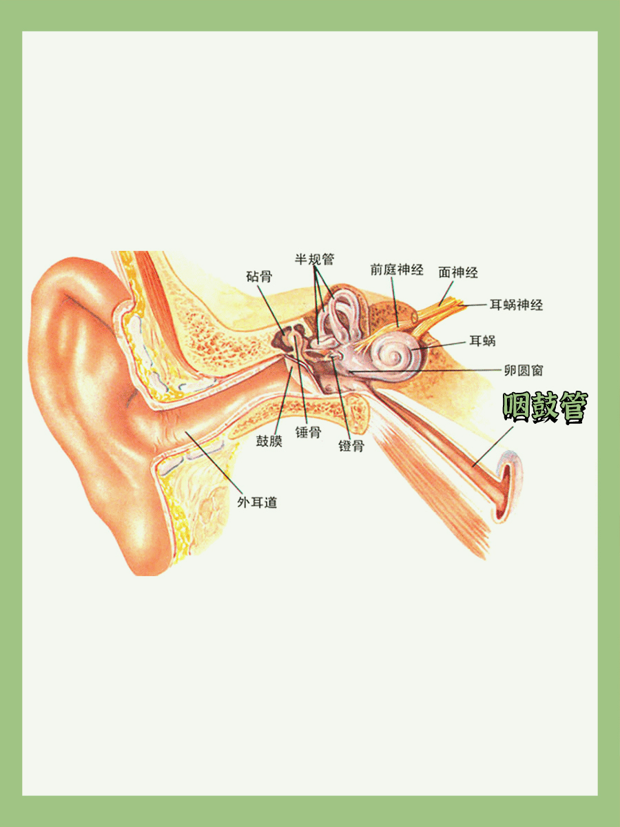 正常耳道内壁图片图片