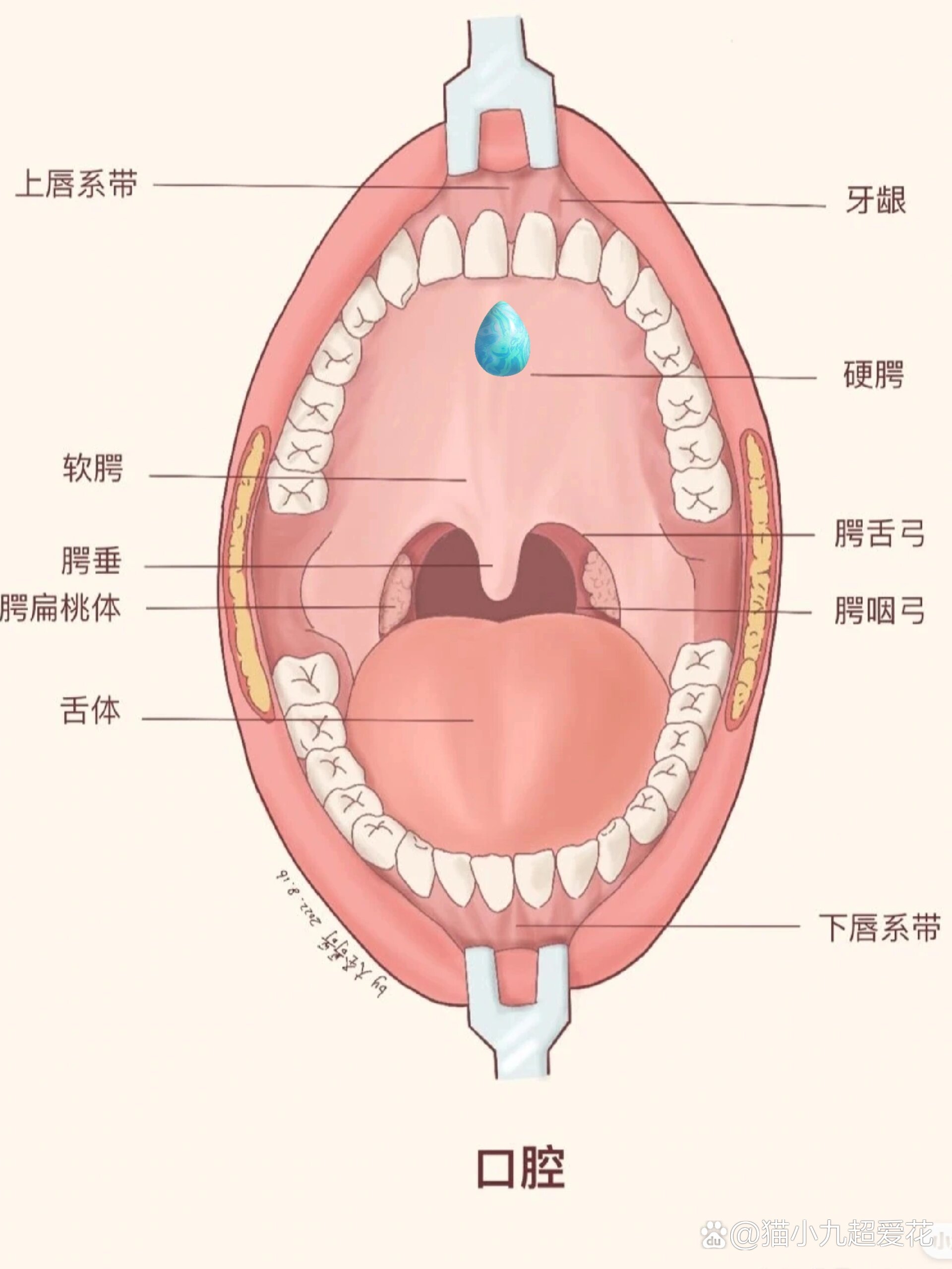 颚部示意图图片