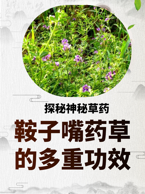 探秘神秘草药:鞍子嘴药草的多重功效