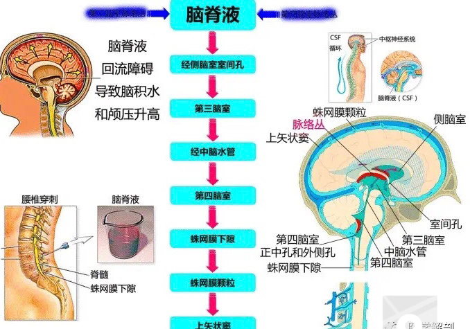 脑脊液循环 全网资源