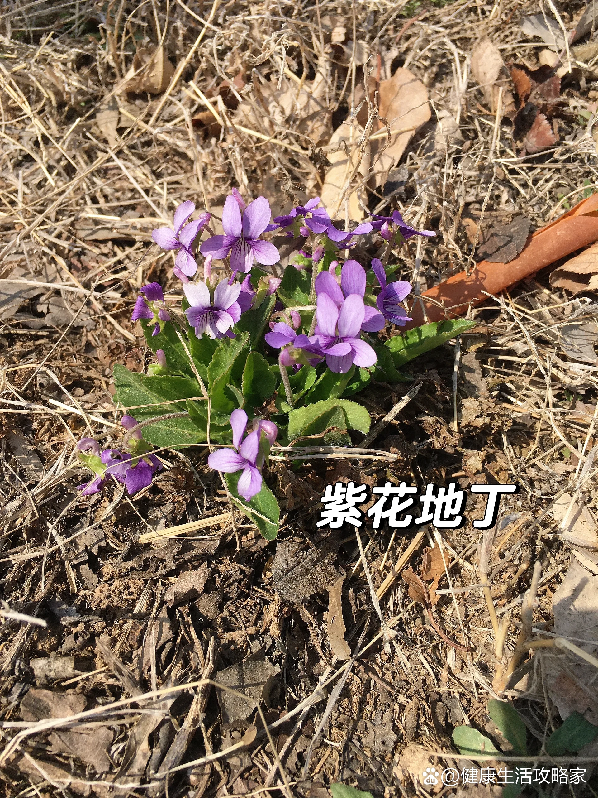 在野外见到这些植物觉得都是野菜