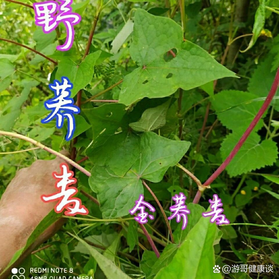 野荞麦的作用图片