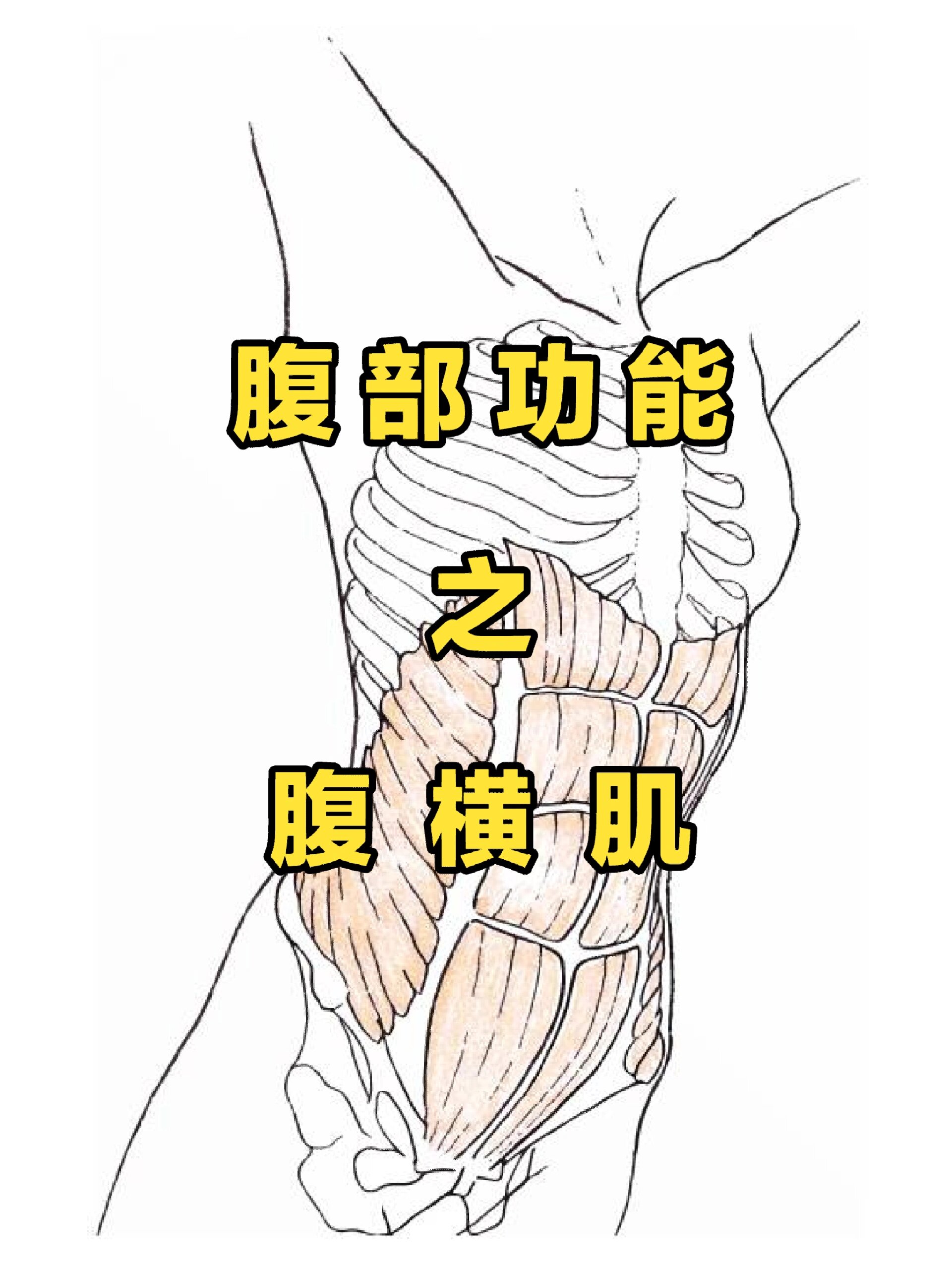 腹部功能