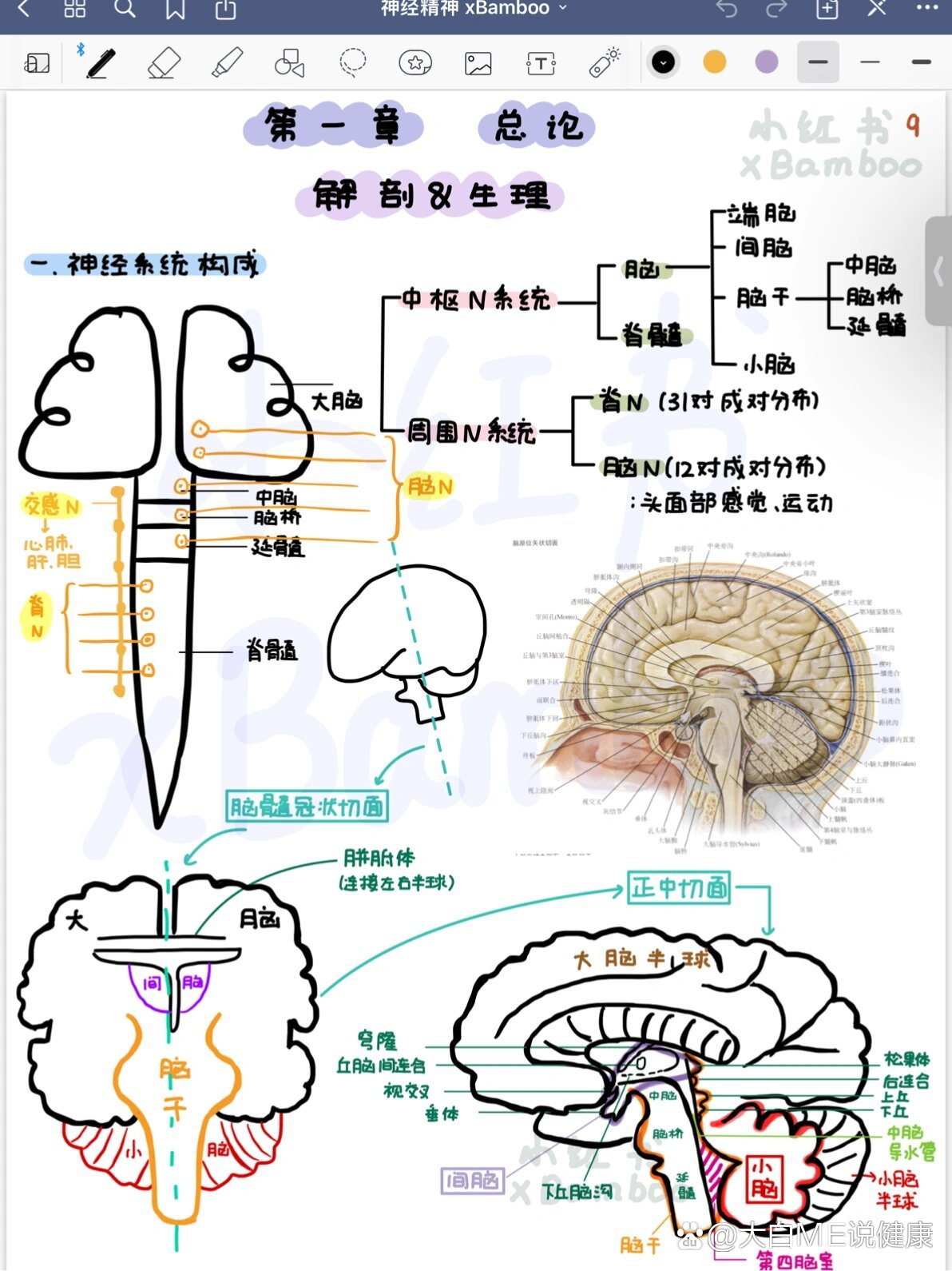 神经系统手抄报简笔画图片